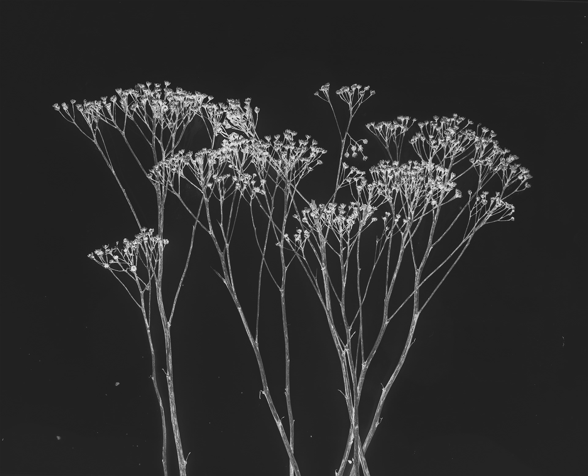 Wildflower I v.4, digital composite, 30" x 40", 40" x 60".