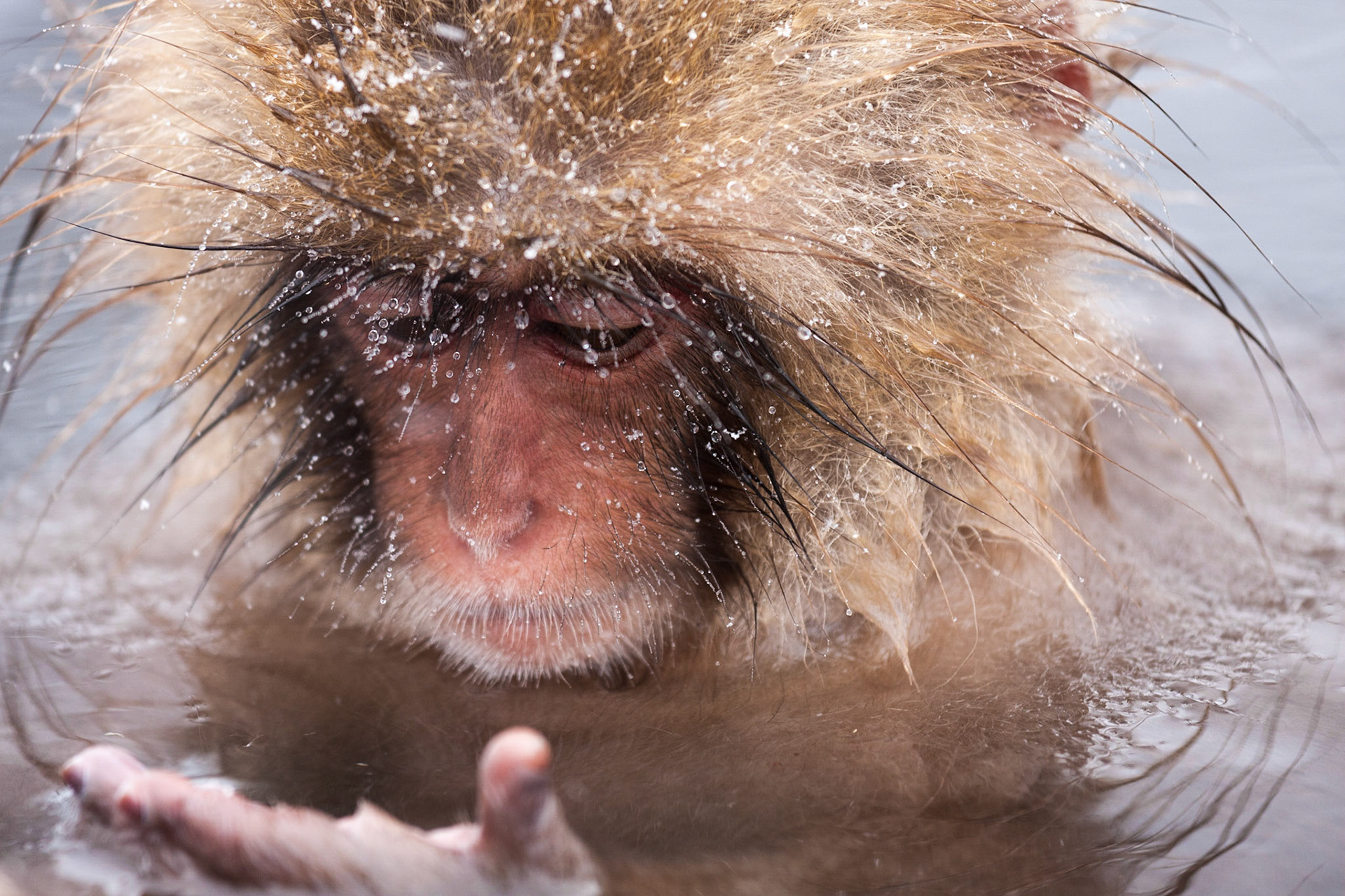 Jigokudani Monkey Park, Japan