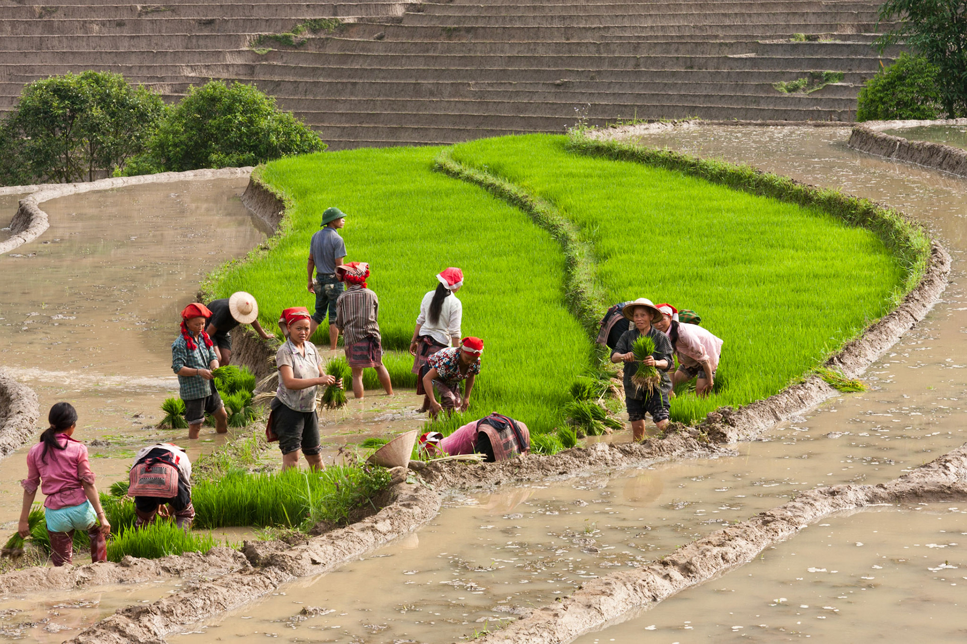 Uprooting the baby rice for replanting