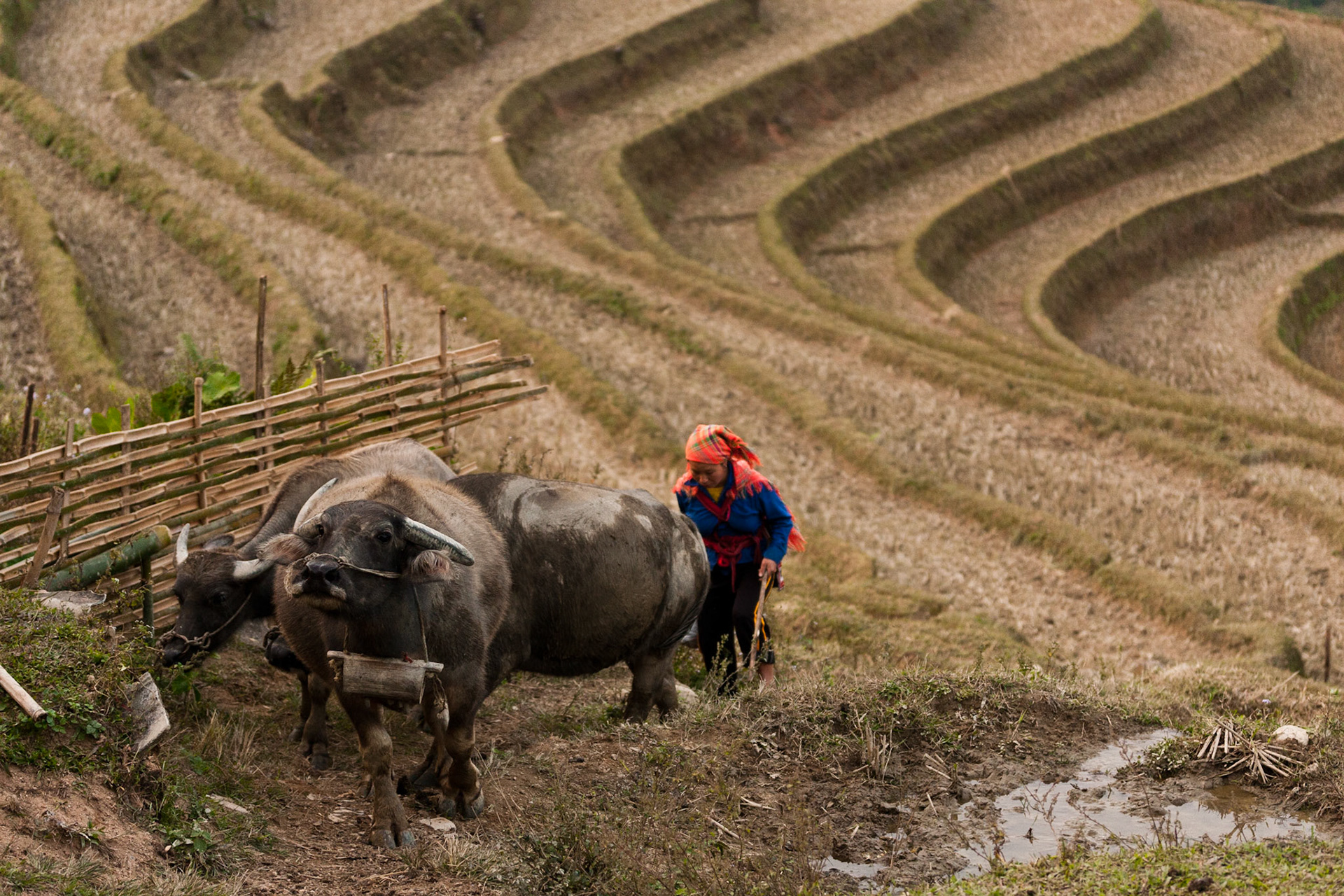 Hoàng Su Phì District, Hà Giang Province, Vietnam