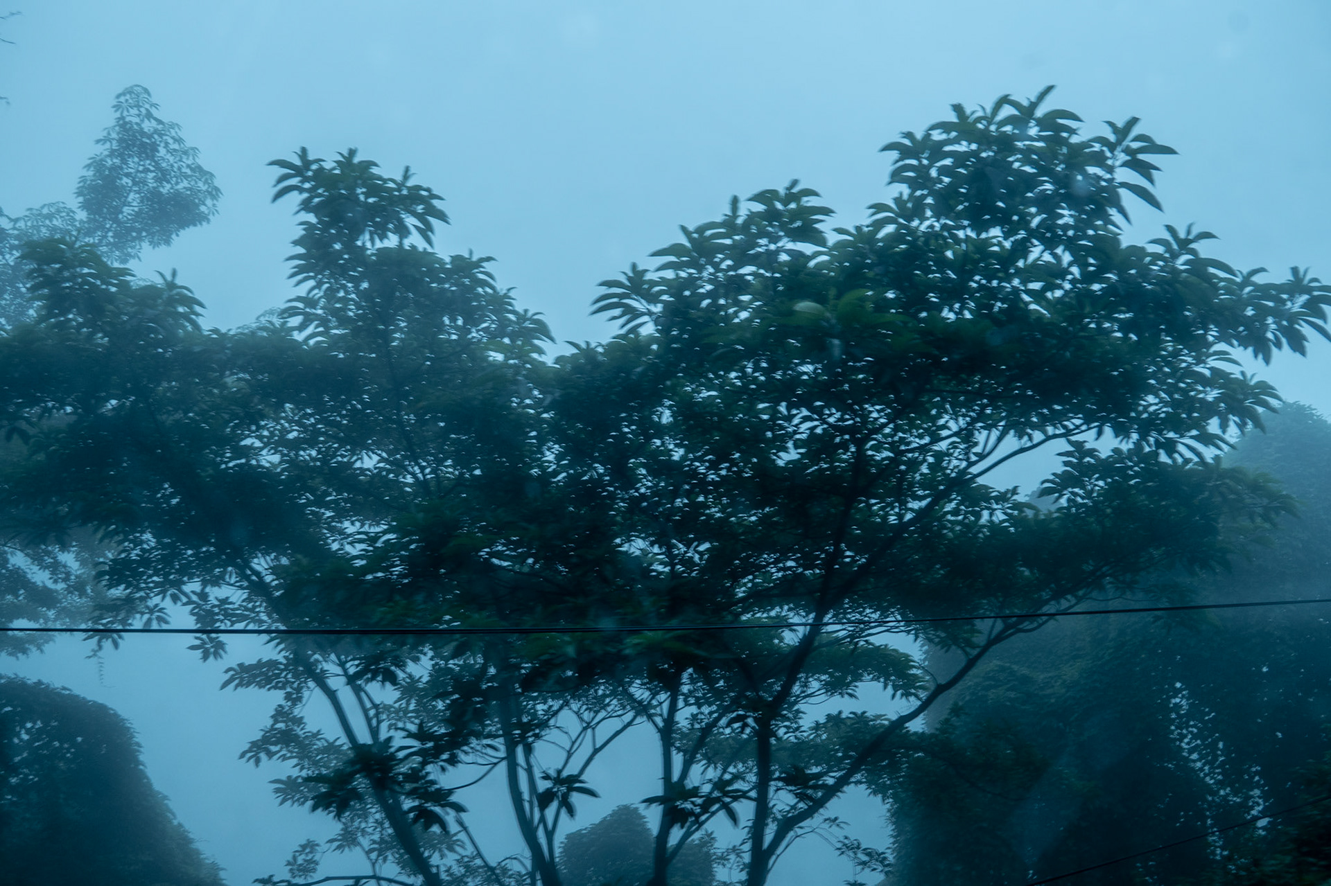 Trees in the misty Nepal countryside, rainy and unforgiving. 