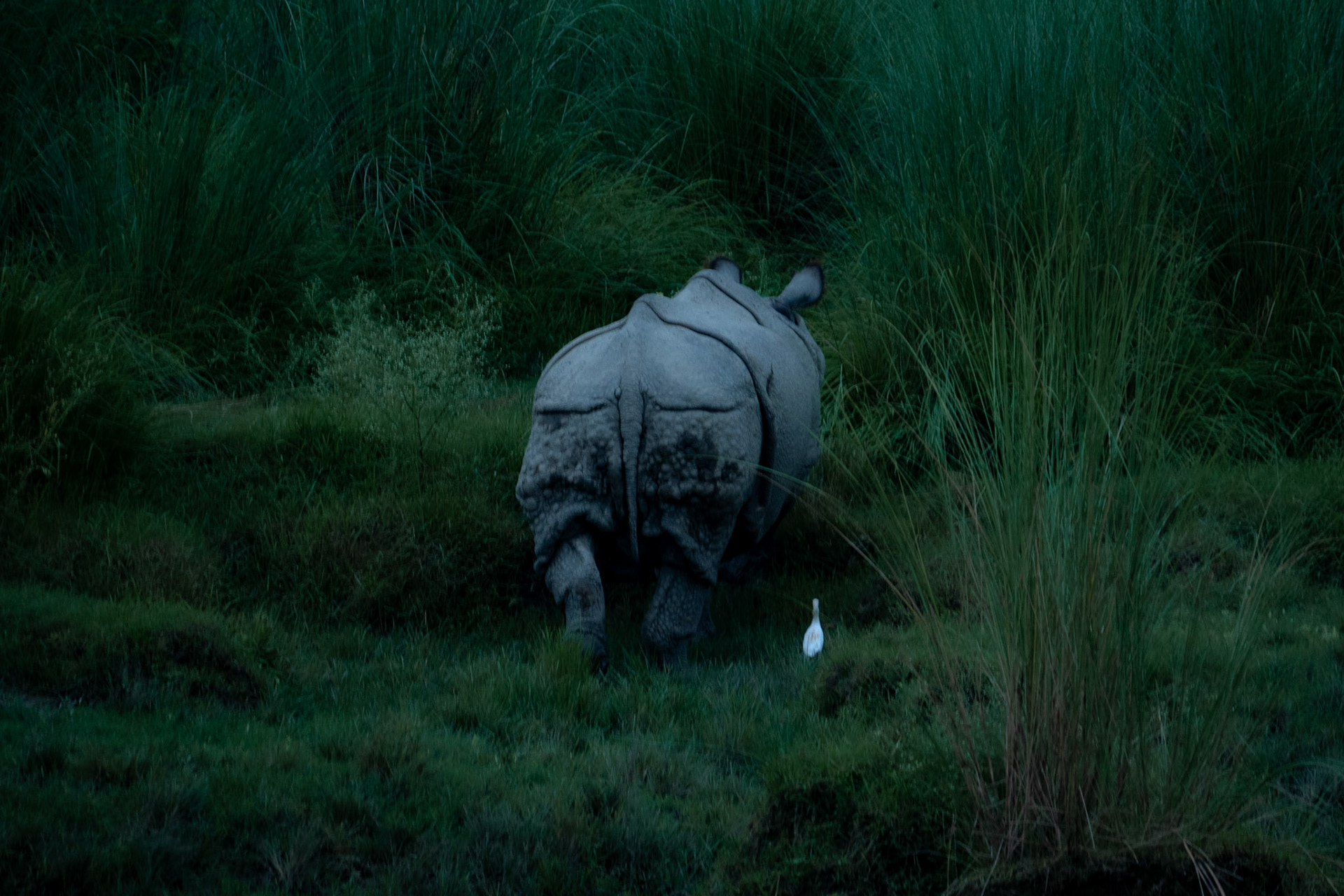 A lonely rhino going back to the bushes after drinking water, with his friend.