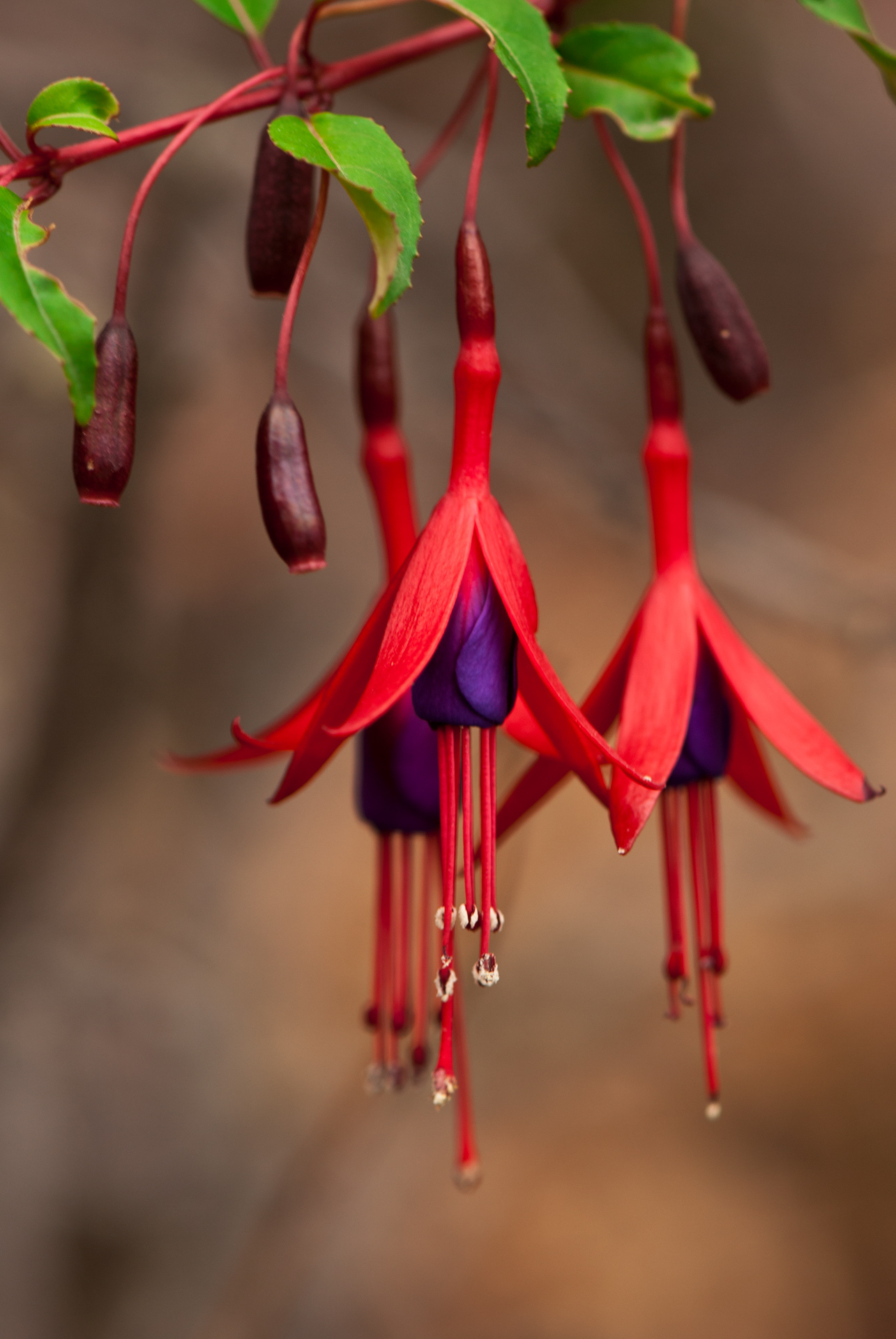 Fucsia de Magallanes