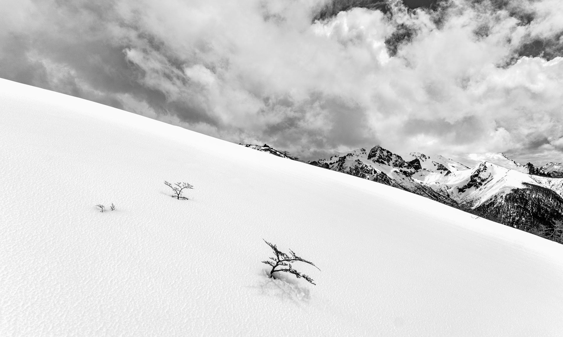 Lengas achaparradas y nieve