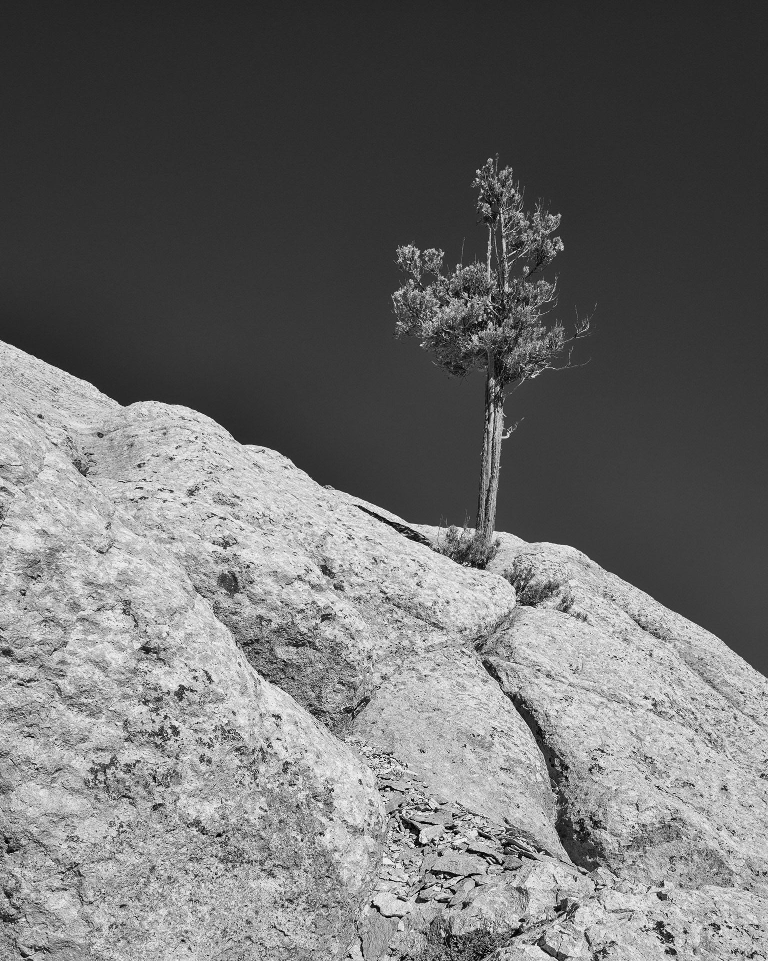 Ciprés de las rocas