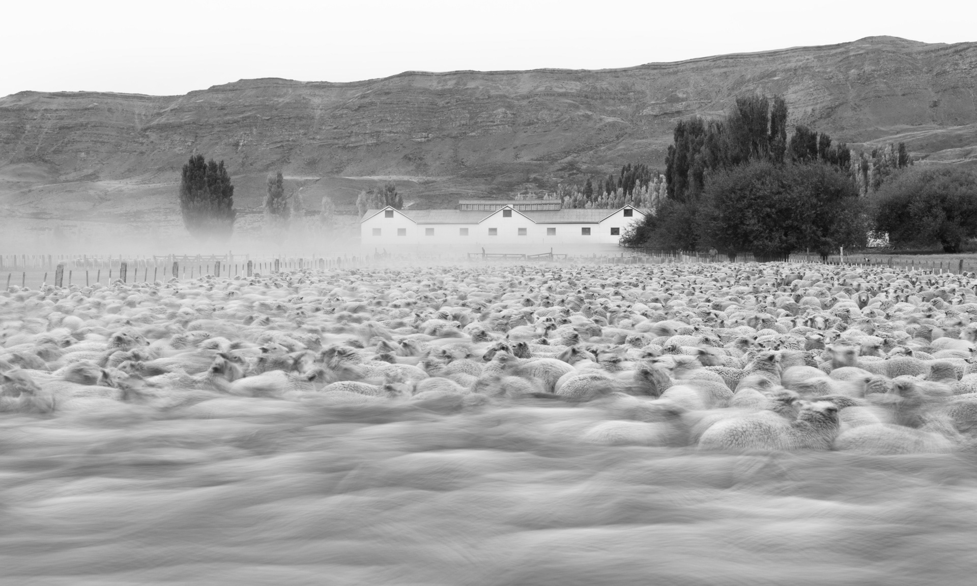 Lanaras patagónicos 2