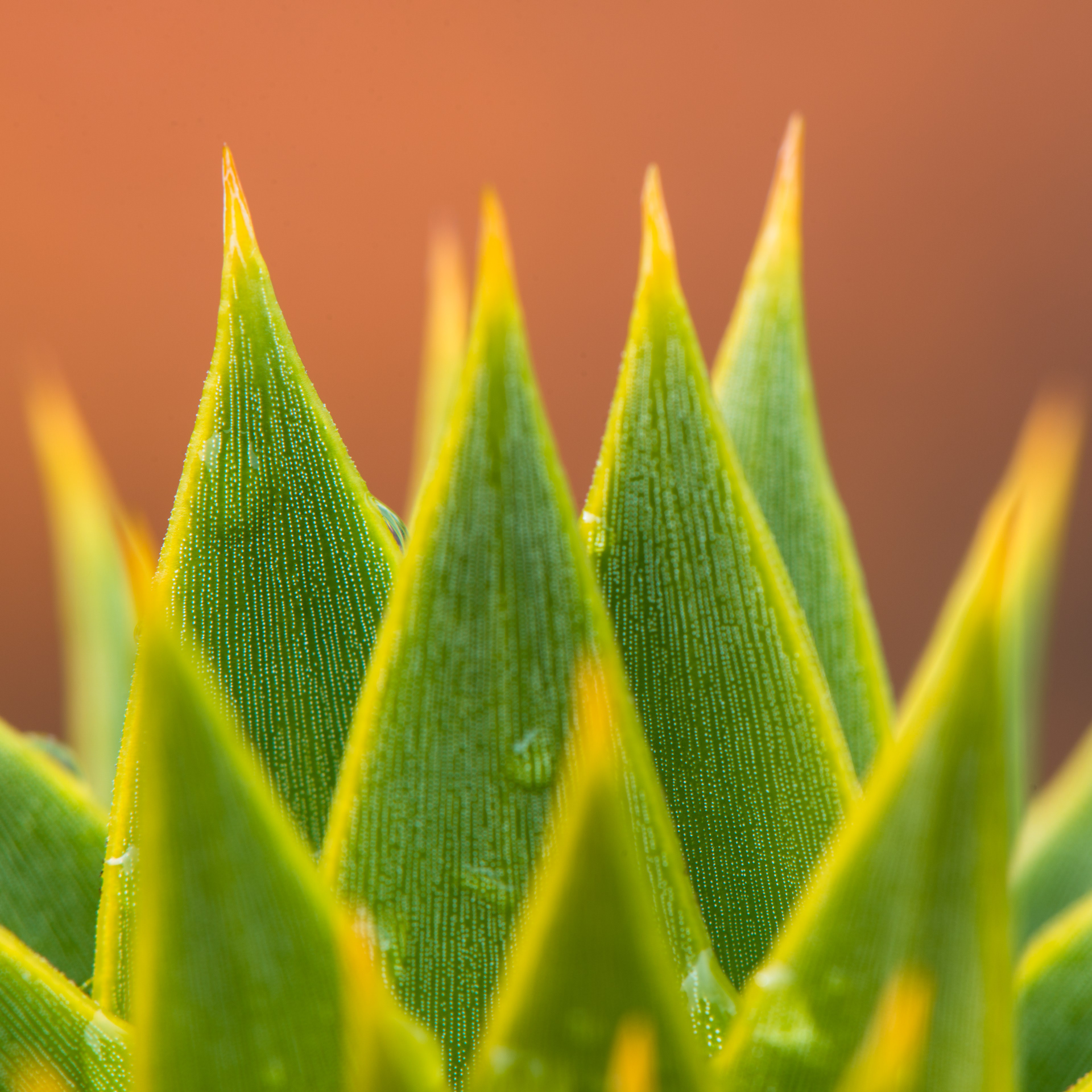 Detalle de Araucaria araucana