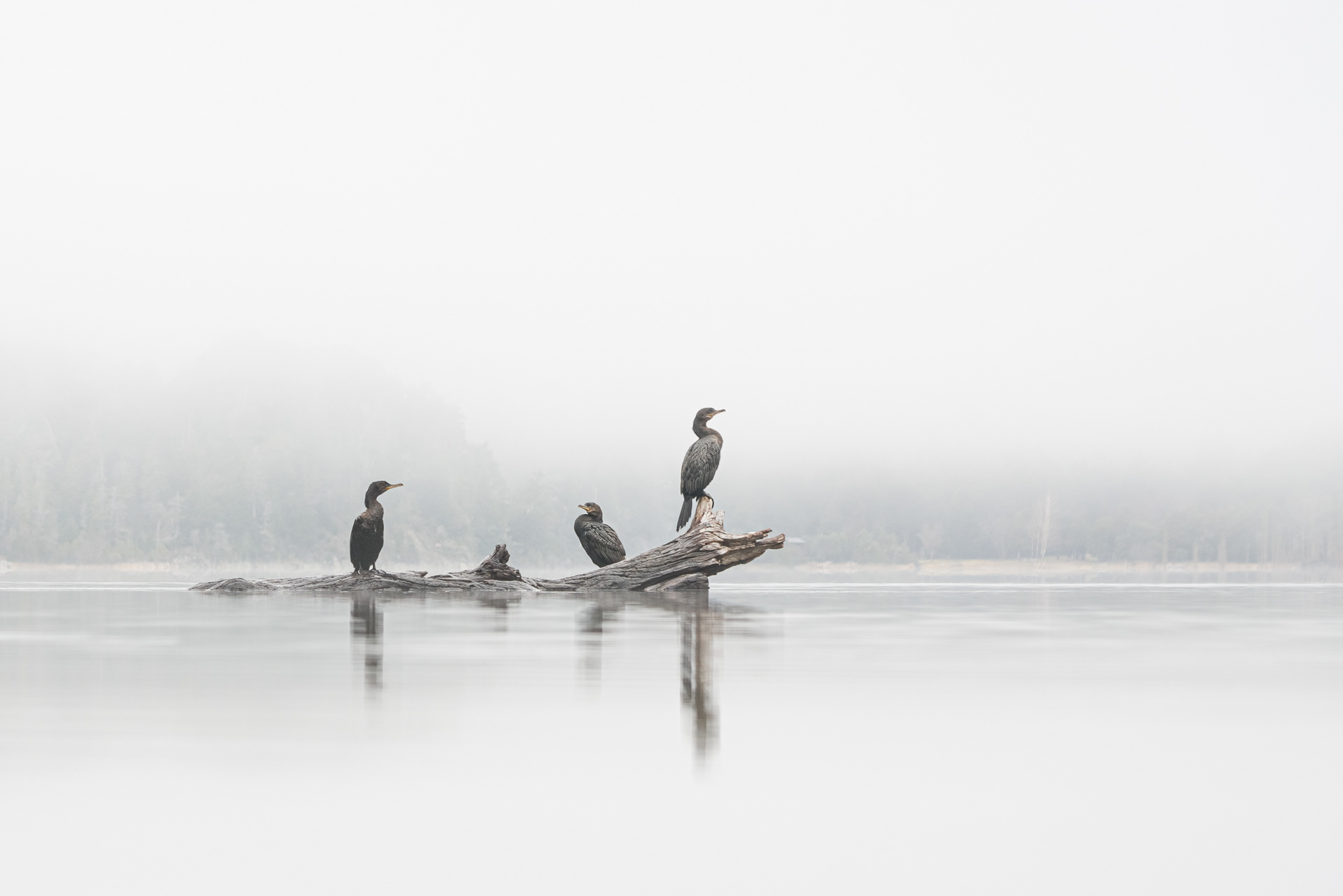 Cormoranes en la bruma 2
