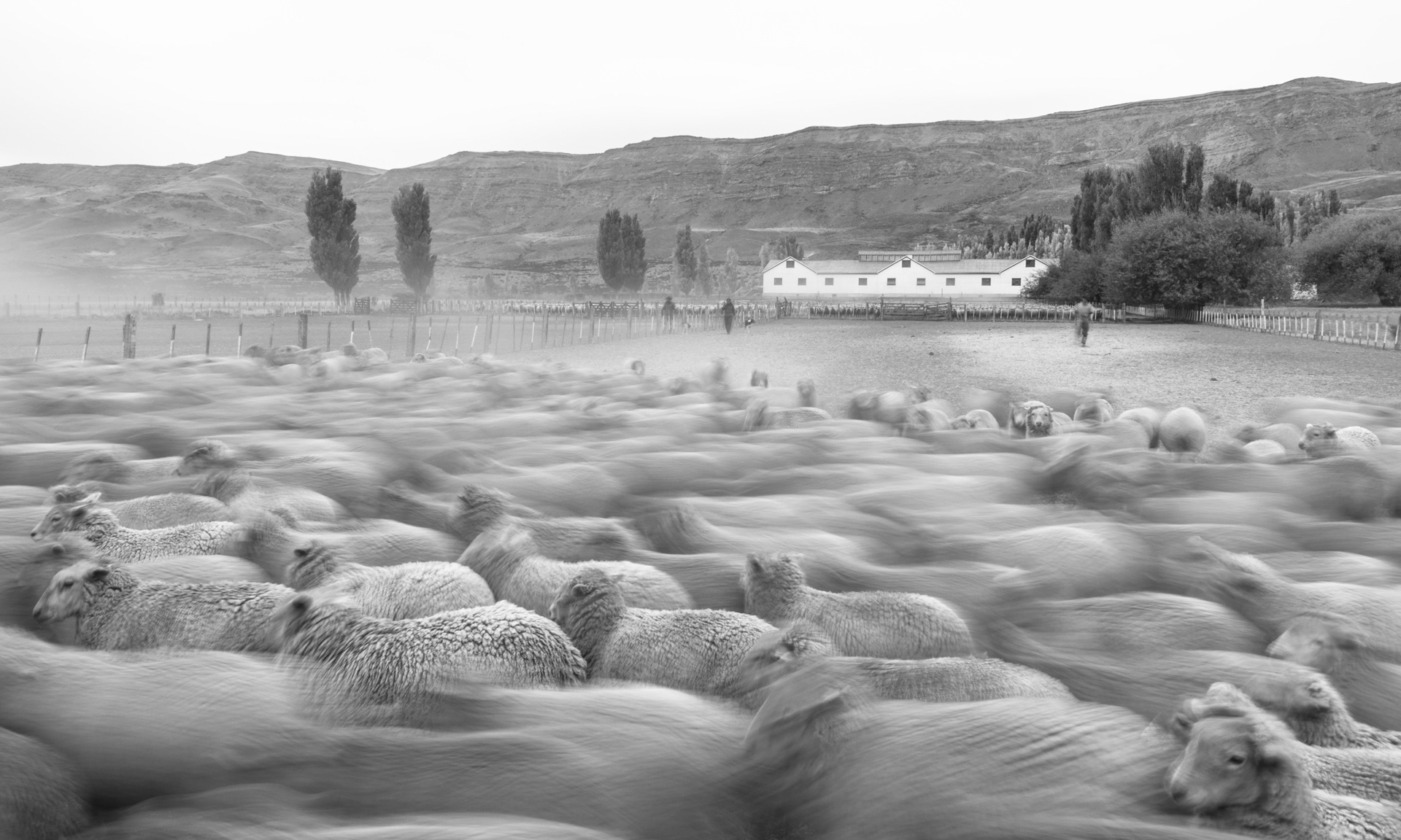 Lanares patagónicos 1