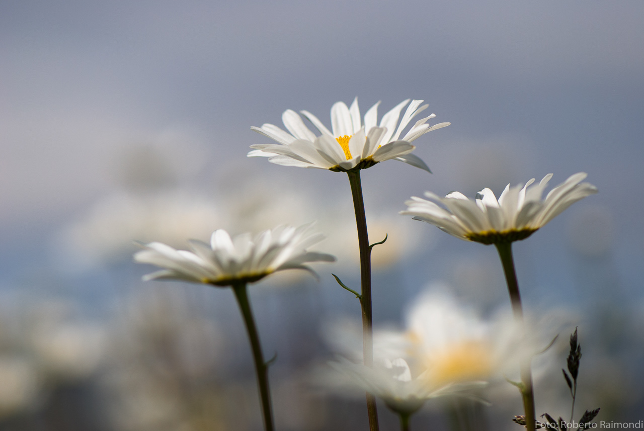 Margaritas silvestres