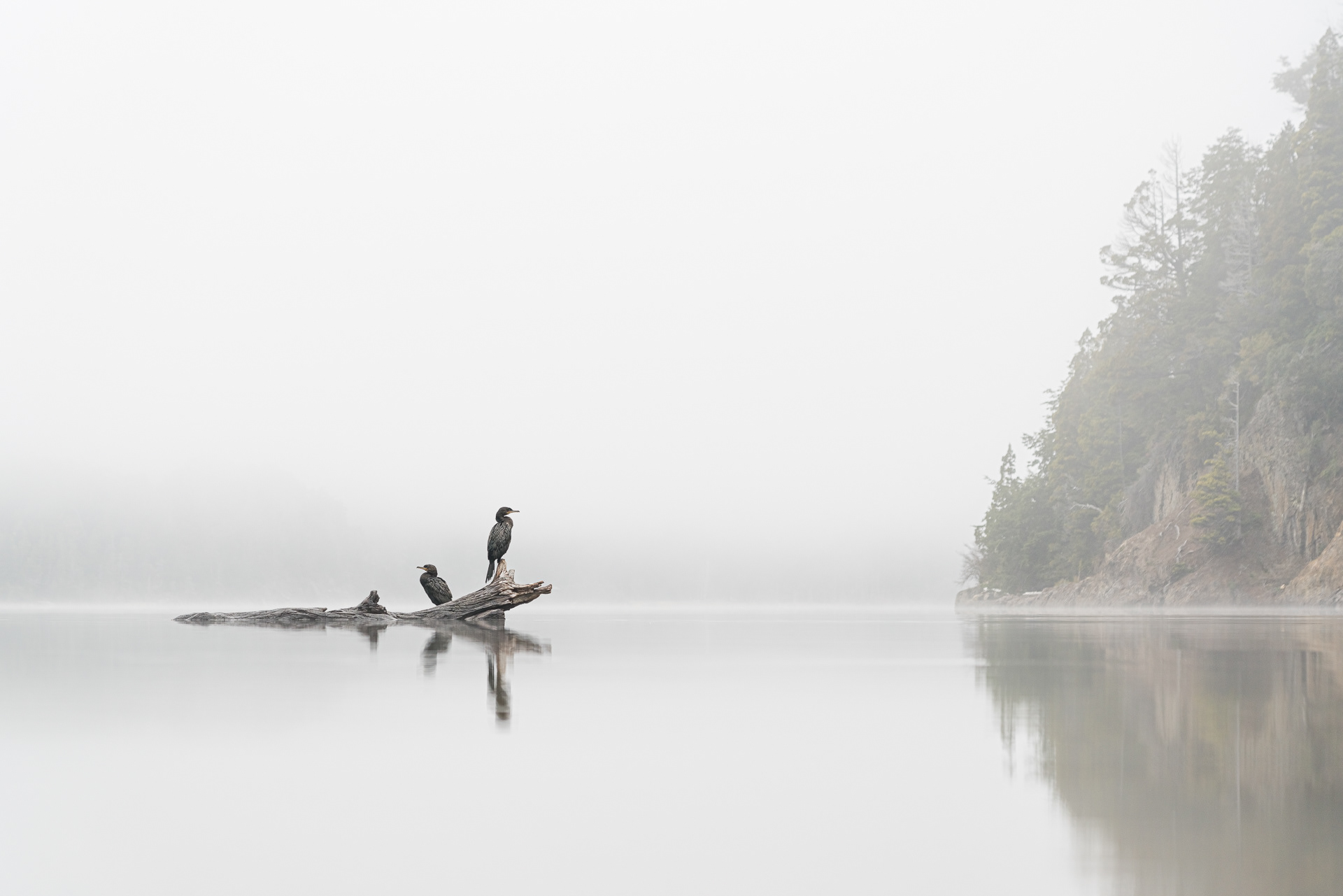 Cormoranes en la bruma