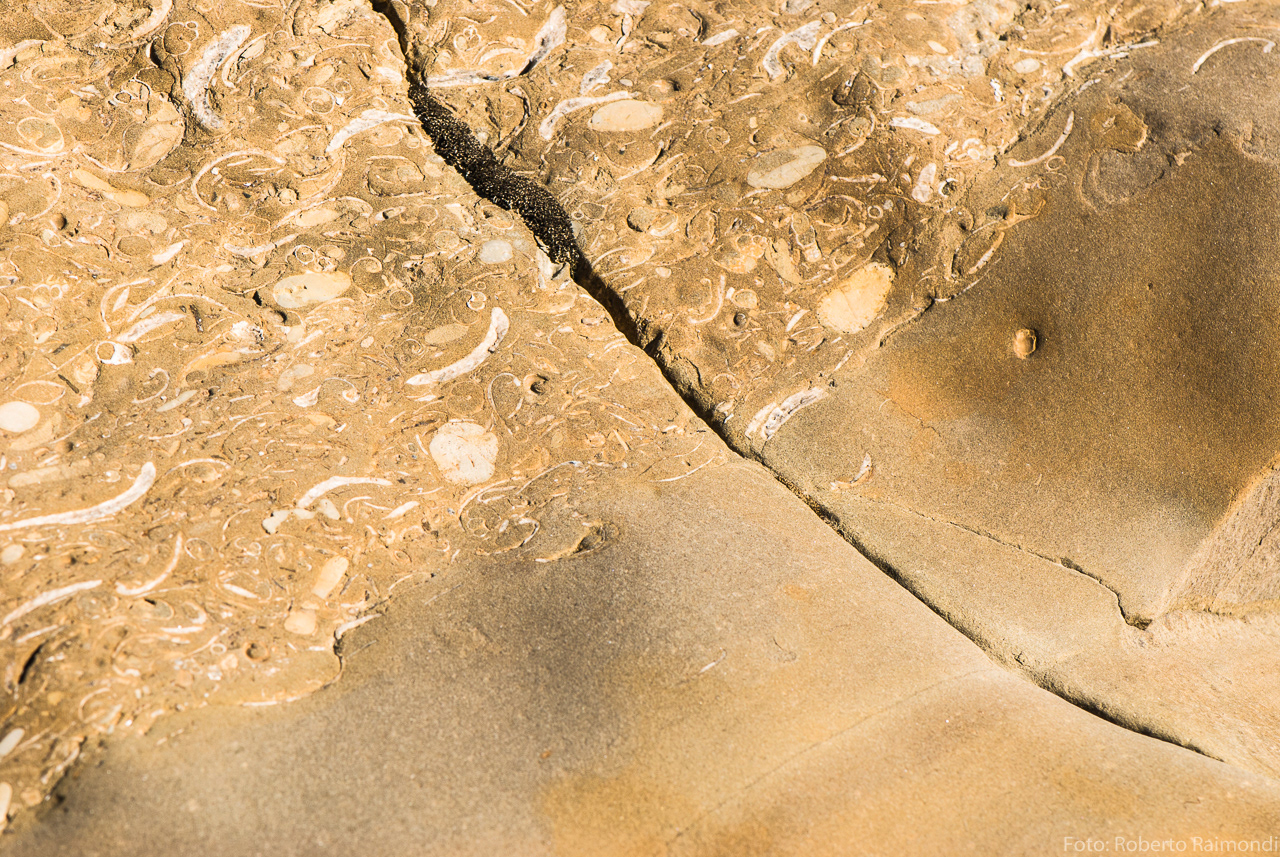 Fósiles en arenisca