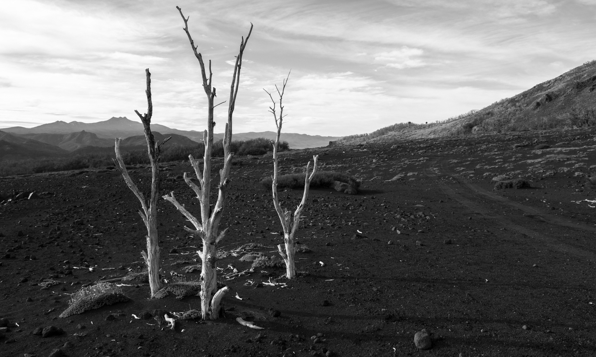 Después del incendio