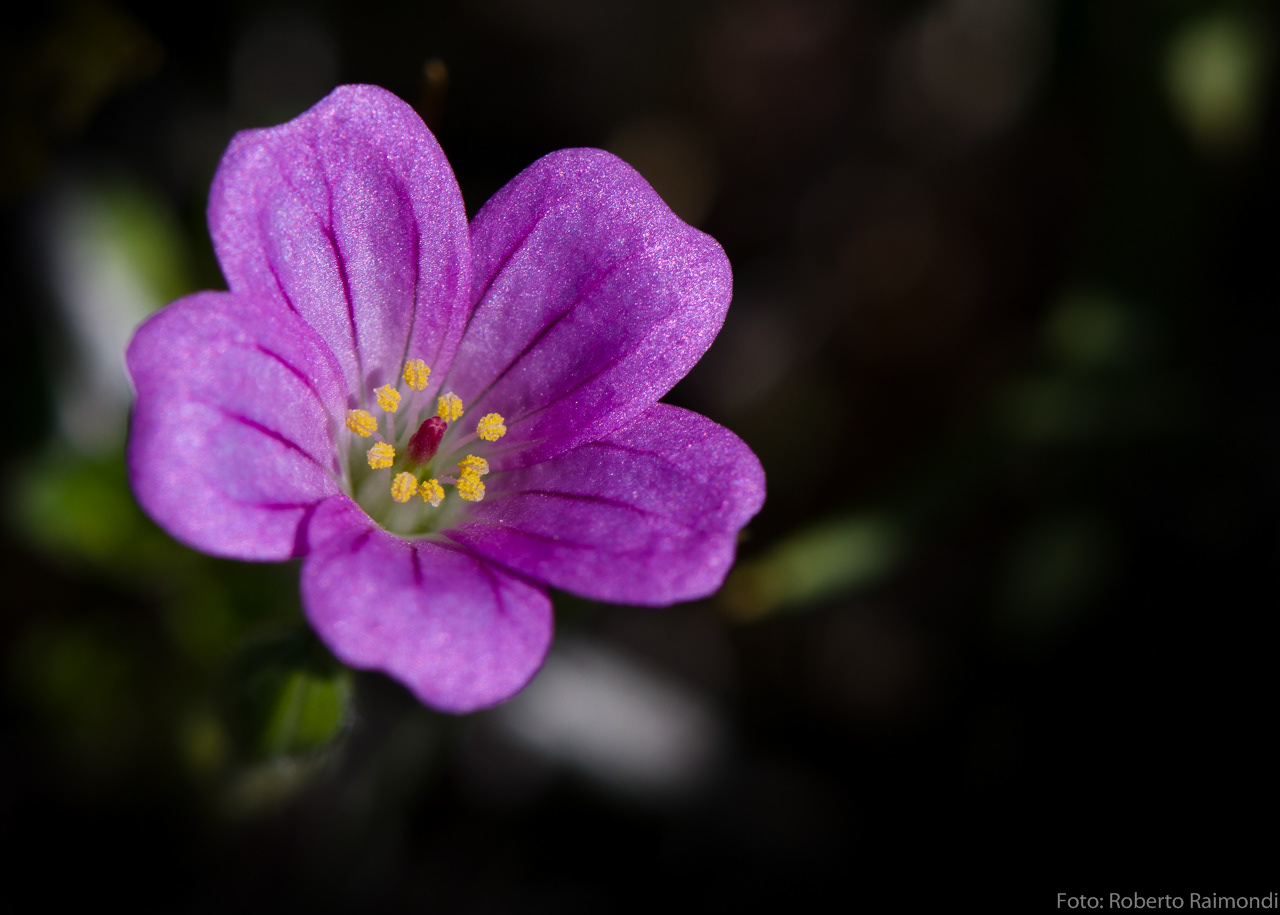 Geranio de Magallanes