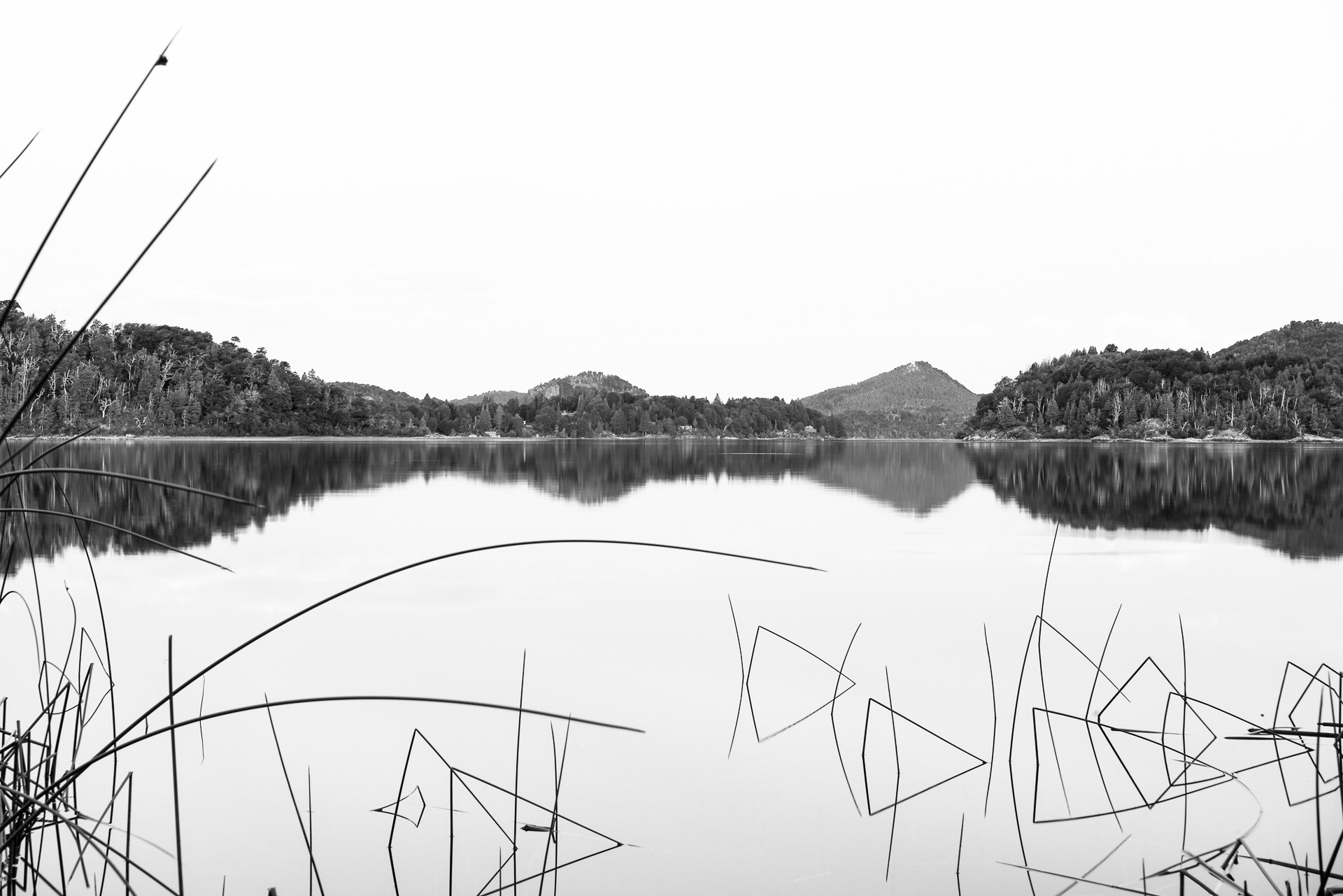 Lago Moreno y juncos