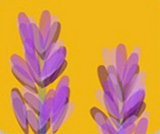 Lavender Fields Forever