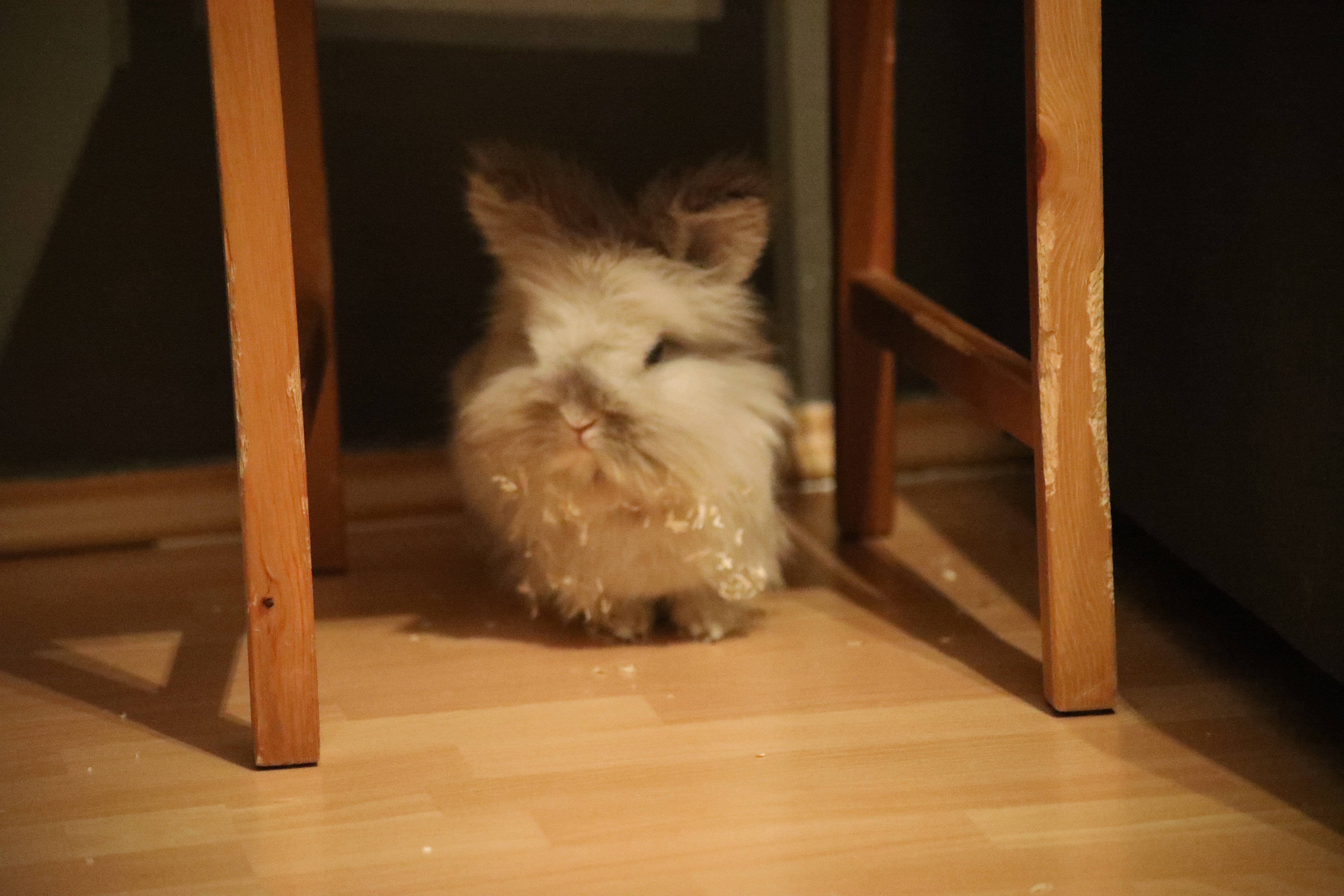 Floki