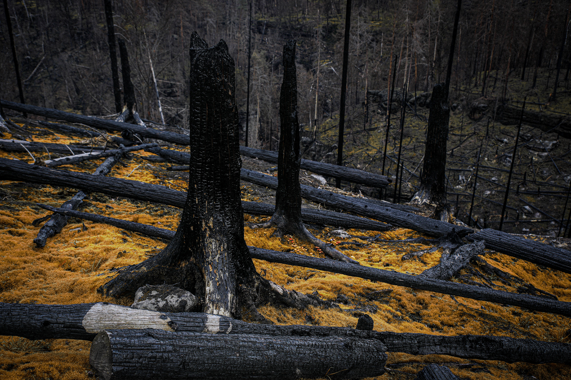 Waldbrand 2022 Bömische Schweiz