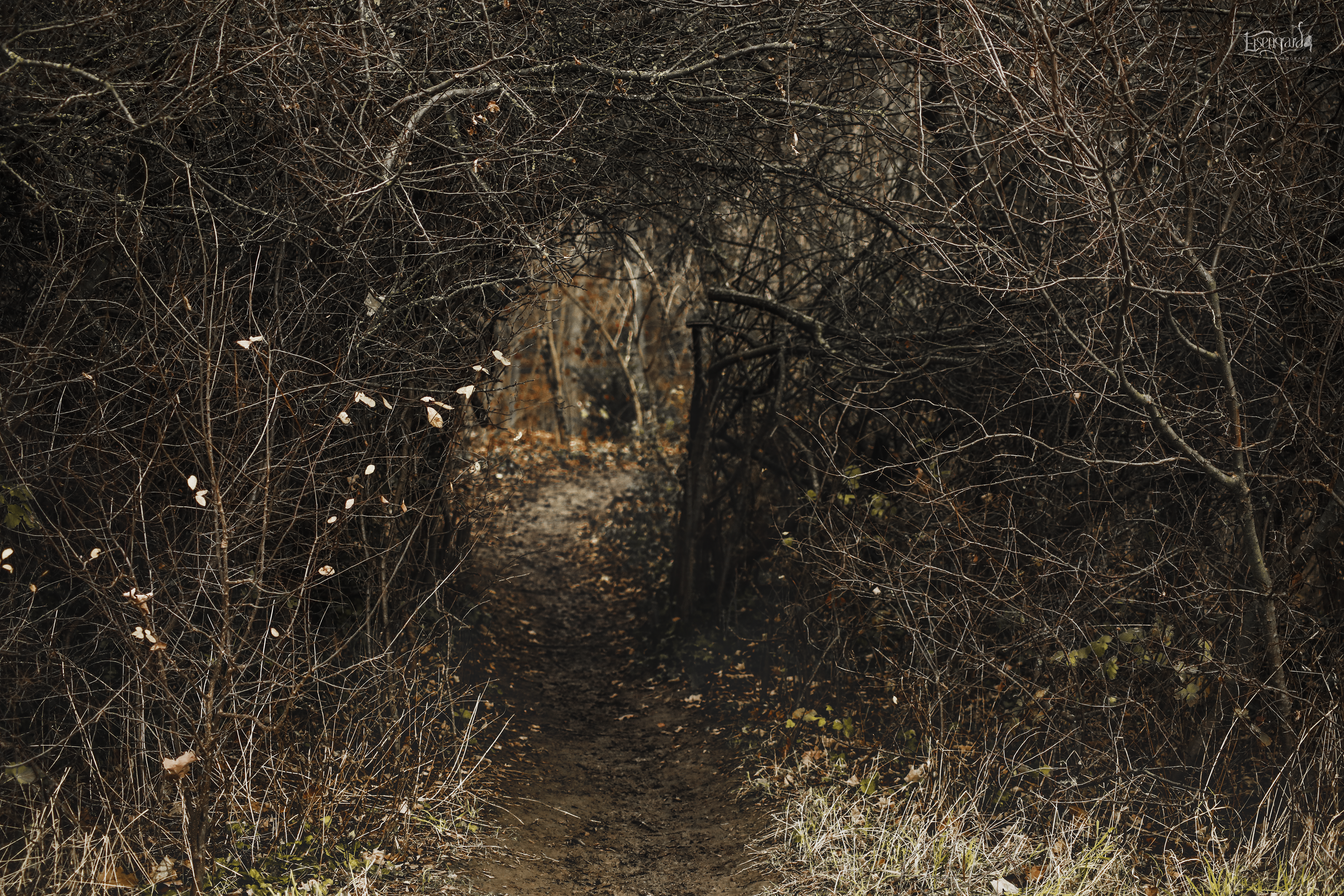 Portal