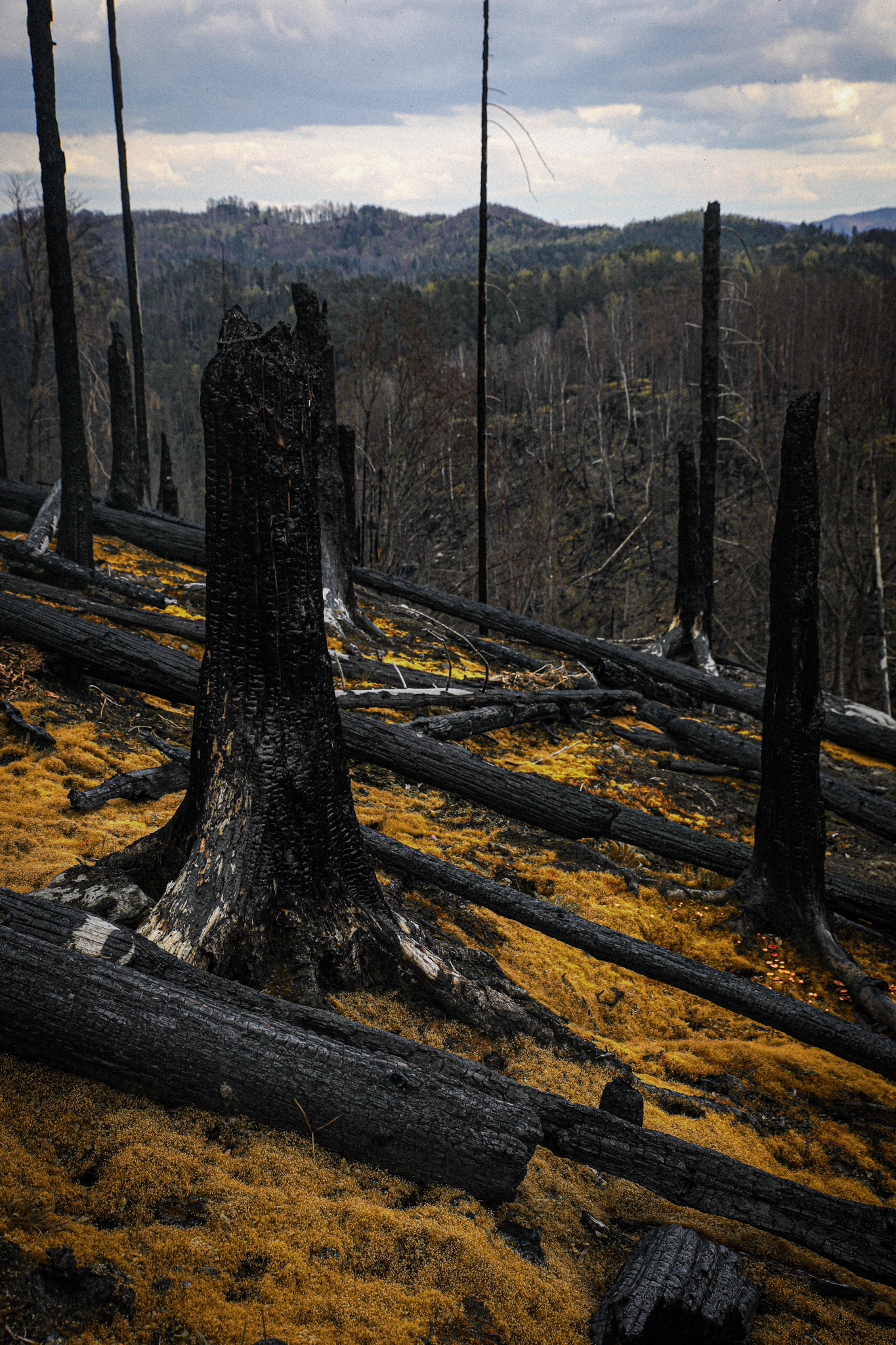 Waldbrand 2022 Bömische Schweiz