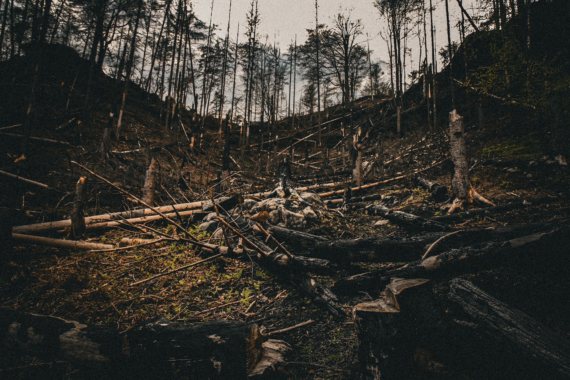Waldbrand 2022 Bömische Schweiz