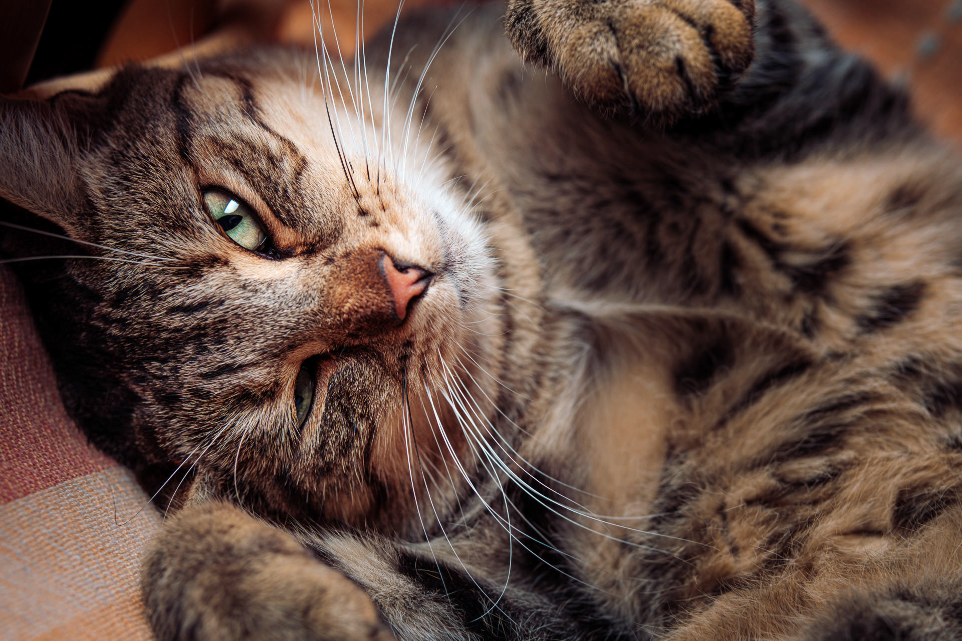 Gato doméstico atigrado marrón remolonea tumbado en un sillón, primer plano