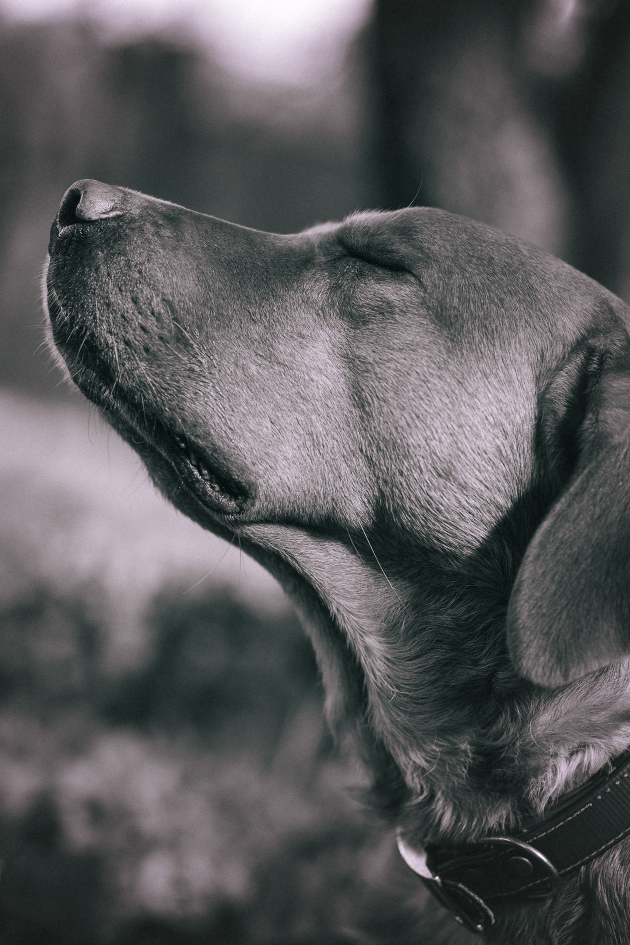 Perro golden retriever de perfil oliendo hacia arriba, primer plano, fondo desenfocado, en blanco y negro