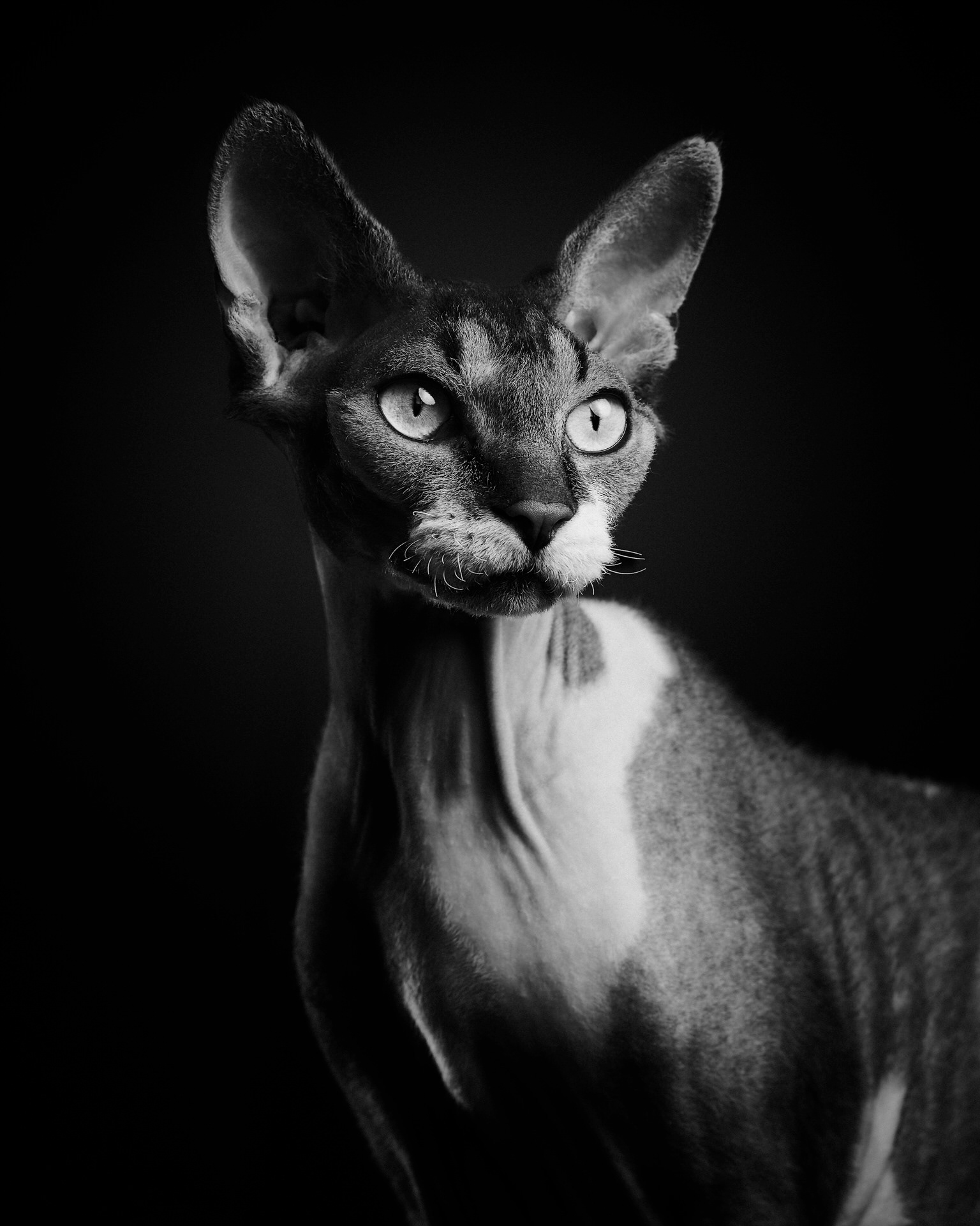 Gato sphynx, o esfinge, posando en estudio con luz de contra, blanco y negro