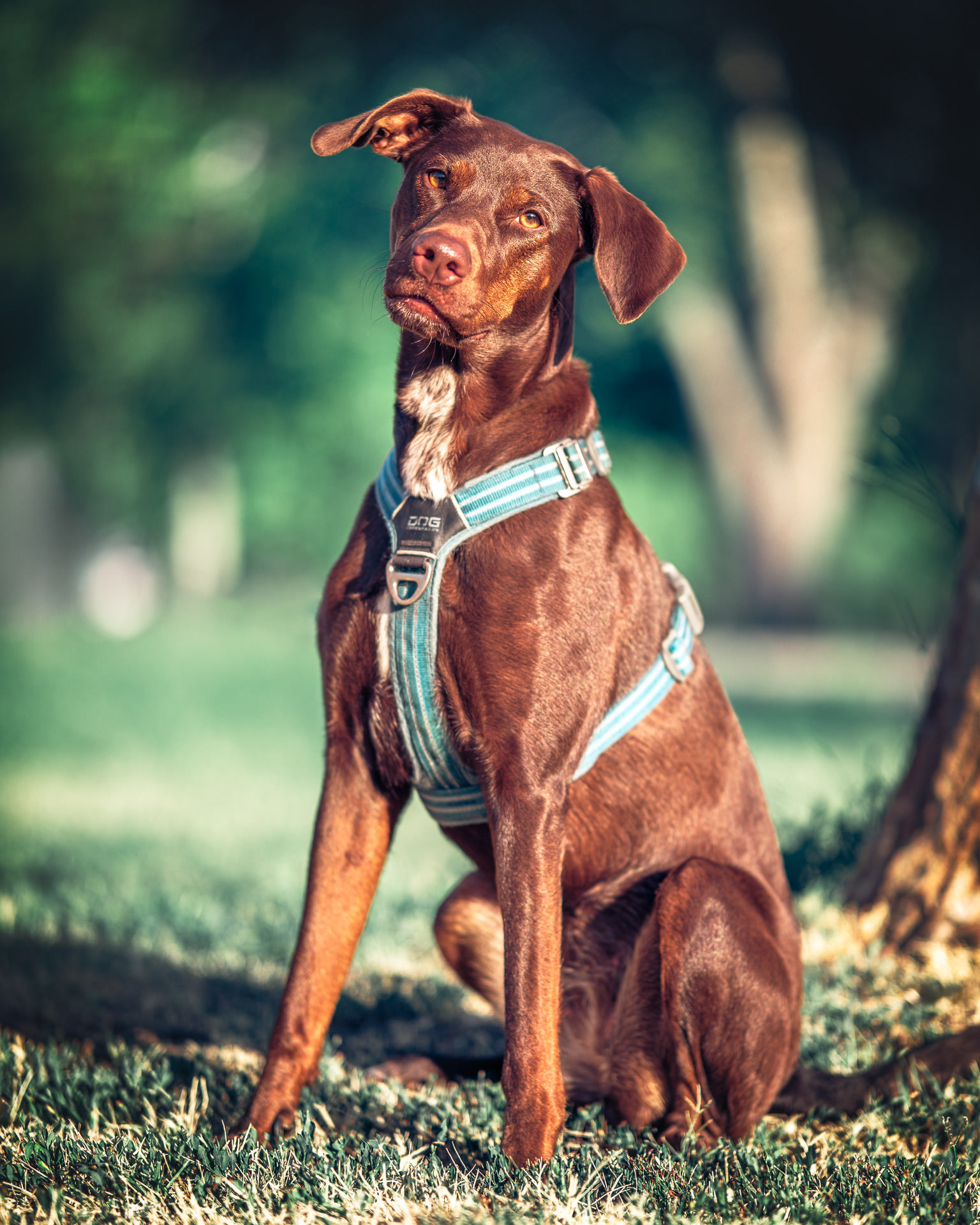 Perrro vizsla marrón posando sentado en un parque