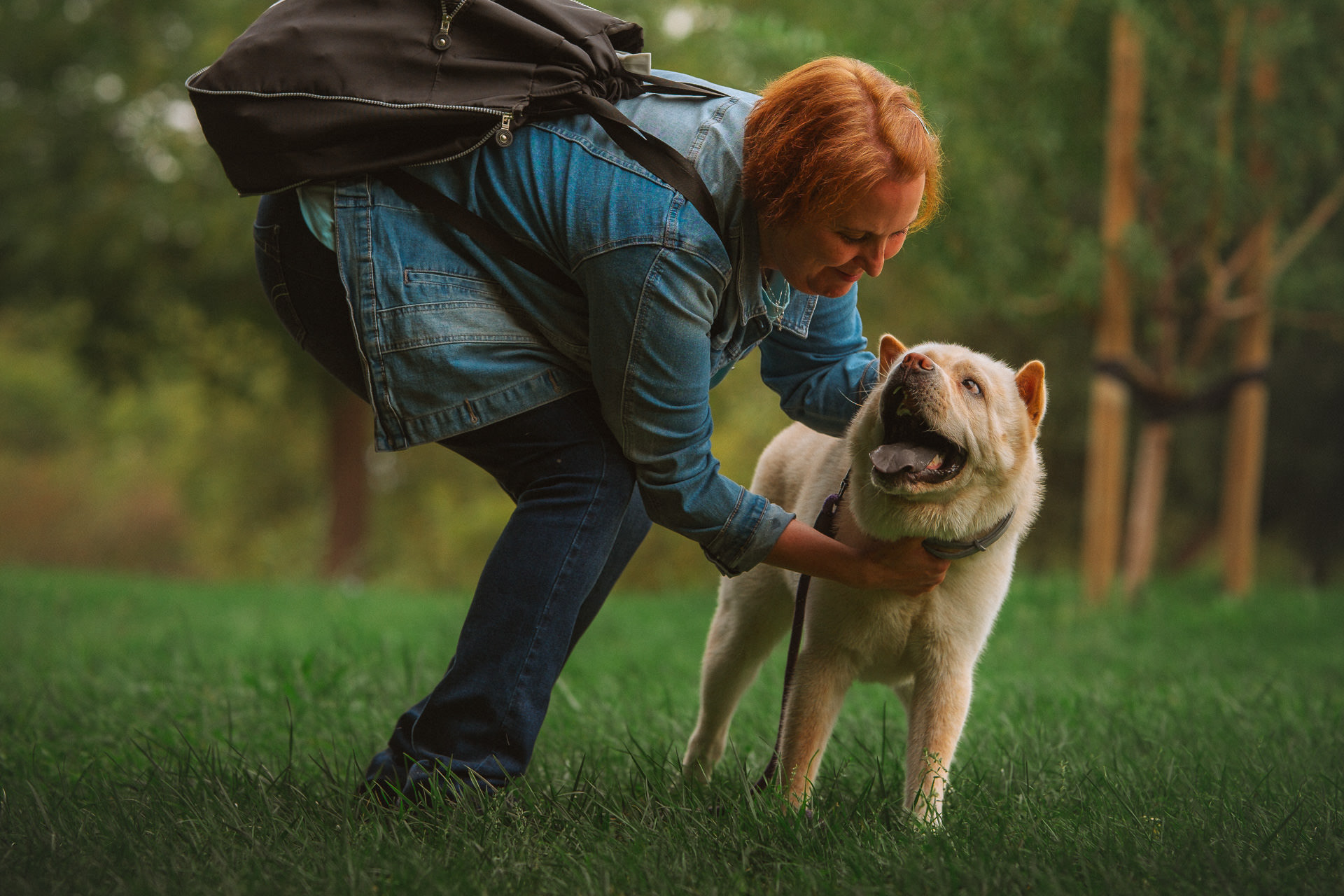 Perro mitad akita mitad chow chow mira tiernamente a su dueña que se inclina colocándole el collar