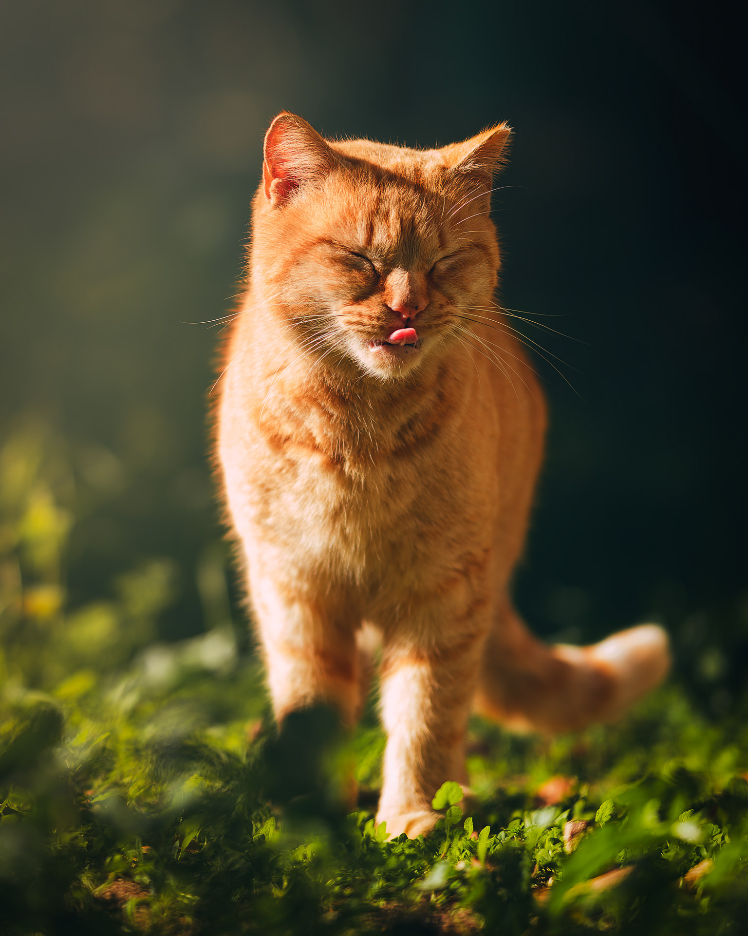 Gato naranja con los ojos cerrados y la punta de la lengua fuera, de frente, en el campo, con el sol bañandole por un lado