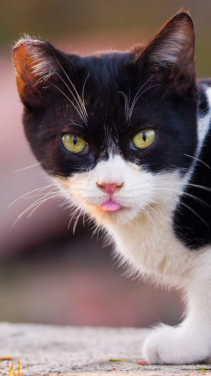 Primer plano de la cara de un gato tuxedo cachorro sacando la punta de la lengua, muy gracioso, con el fondo muy desenfocado