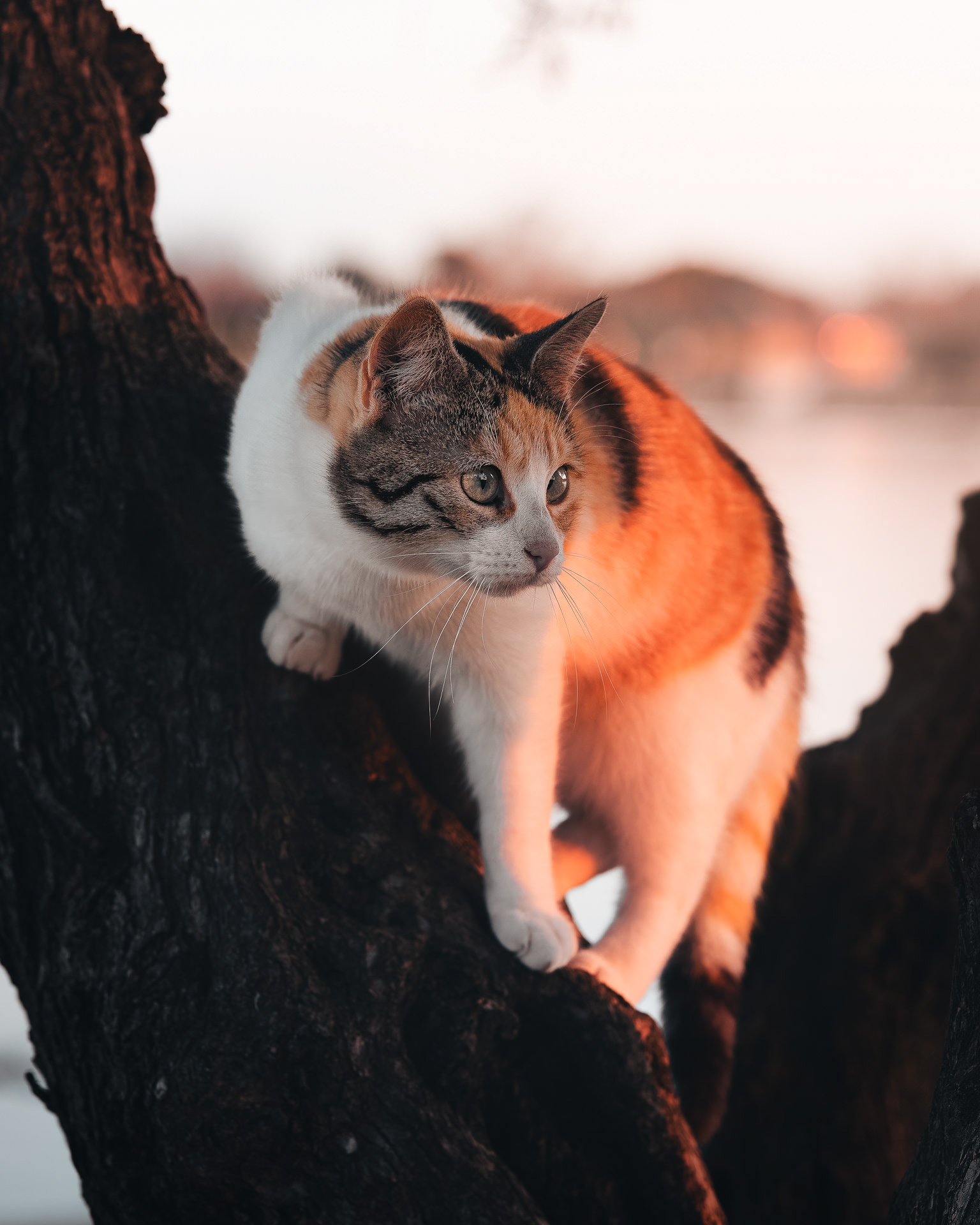 Gato carey y blanco, agazapado sobre el tronco de un árbol al atardecer, mirando a un lado