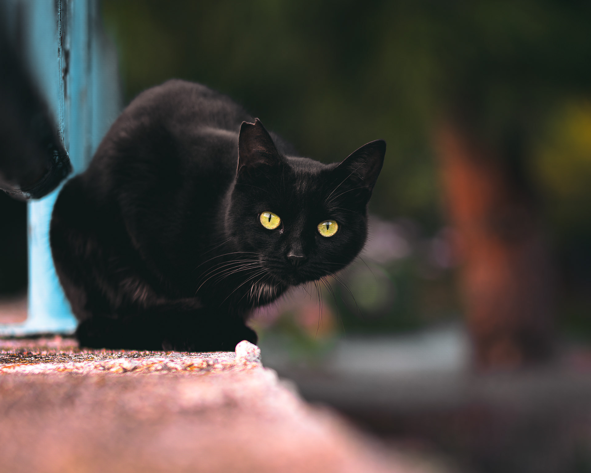 Gato negro agazapado en una valla en la calle, mirando a cámara