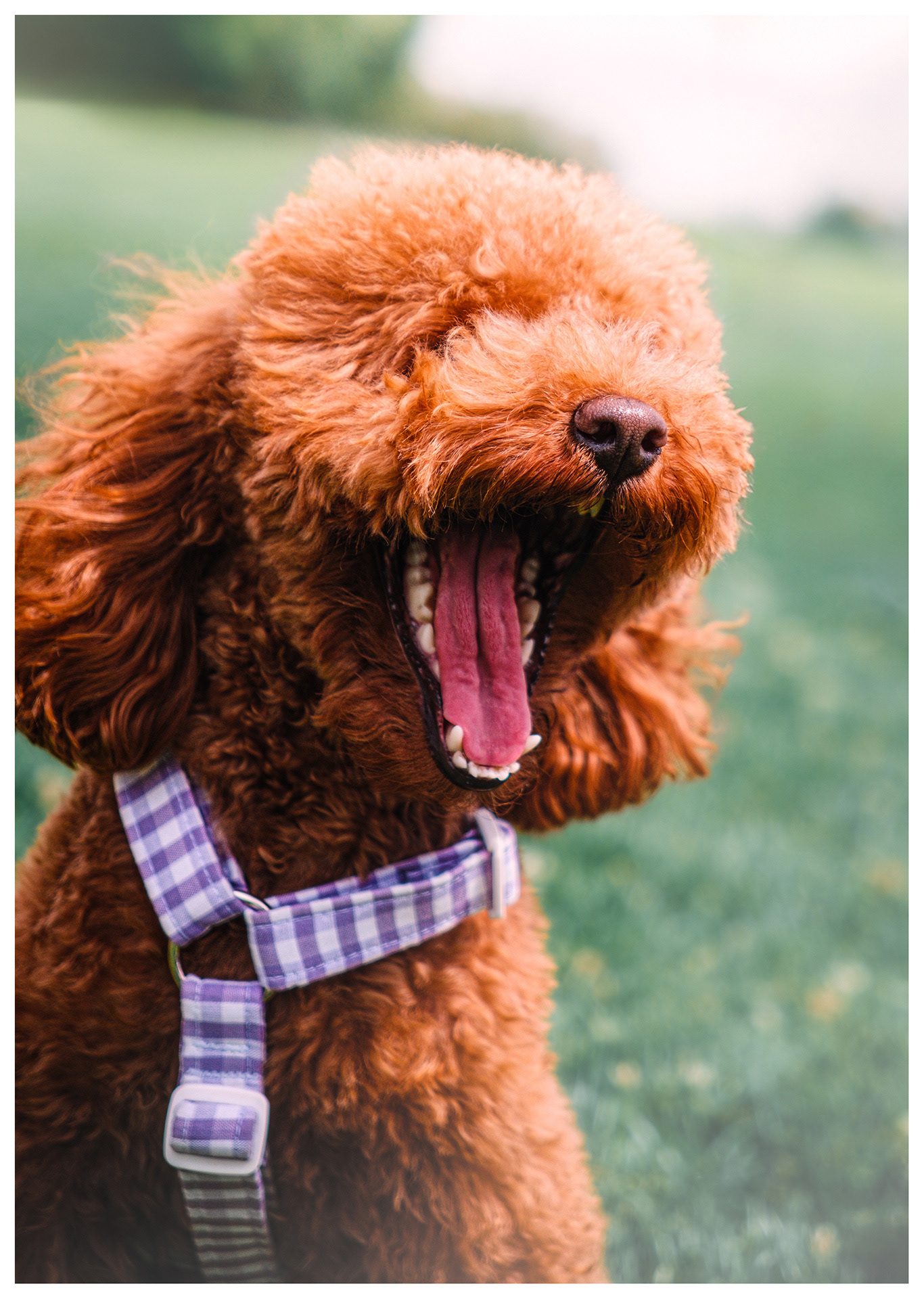 Perro caniche rojo abriendo mucho la boca en una sonrisa o ladrido, con un arnés de cuadros blancos y morados, en un parque
