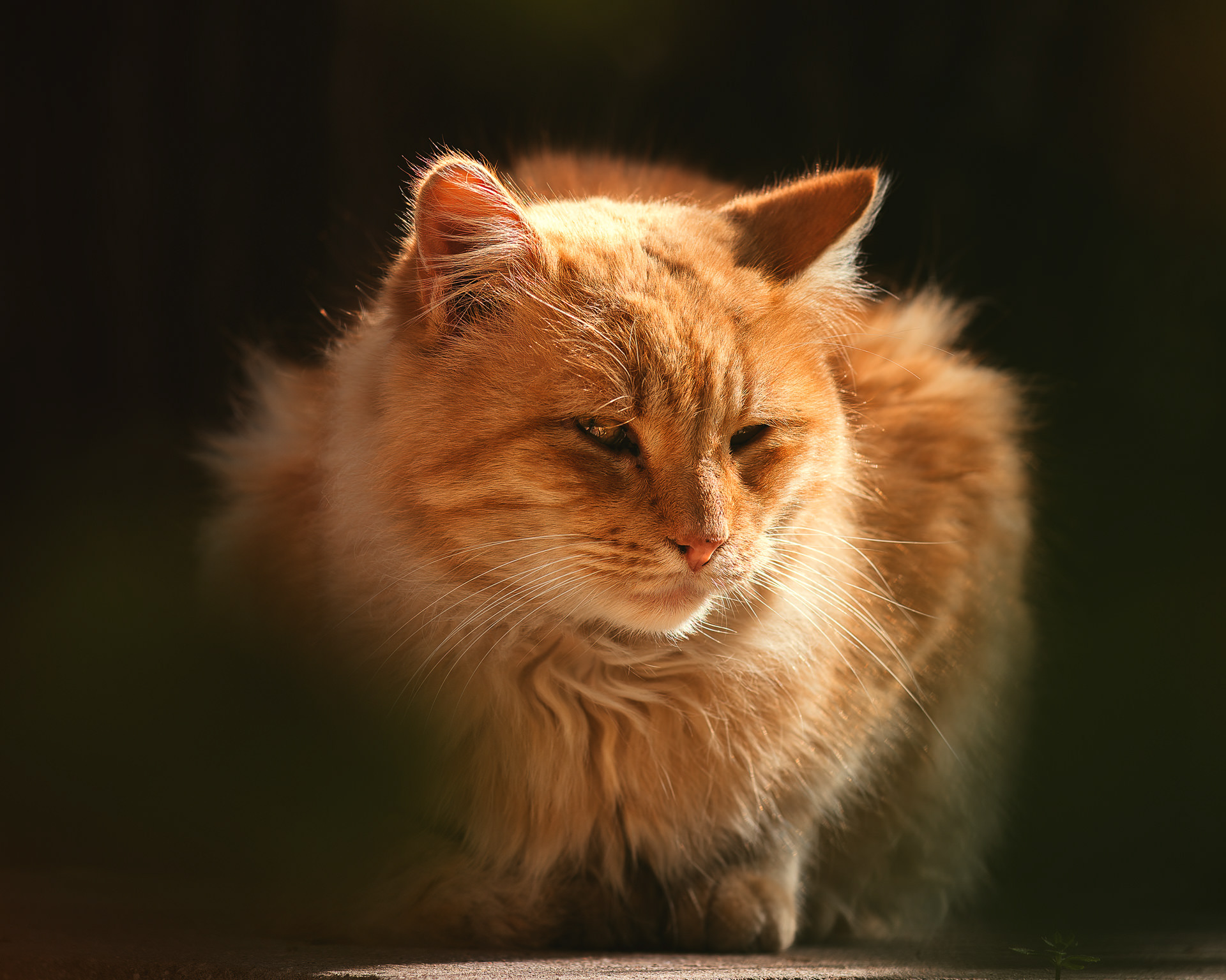 Gato naranja de pelo largo agazapado, mirando de soslayo entre hojas desenfocadas, y el sol bañandolo por un lado
