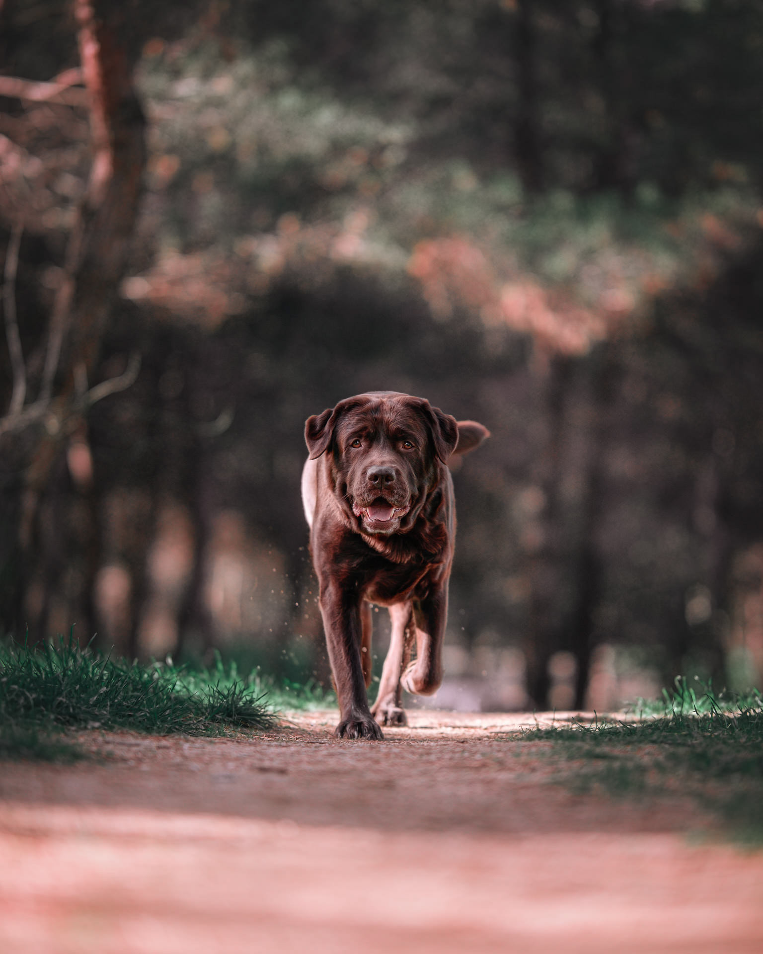Perro labrador chocolate caminando hacia la cámara por el camino de un bosque