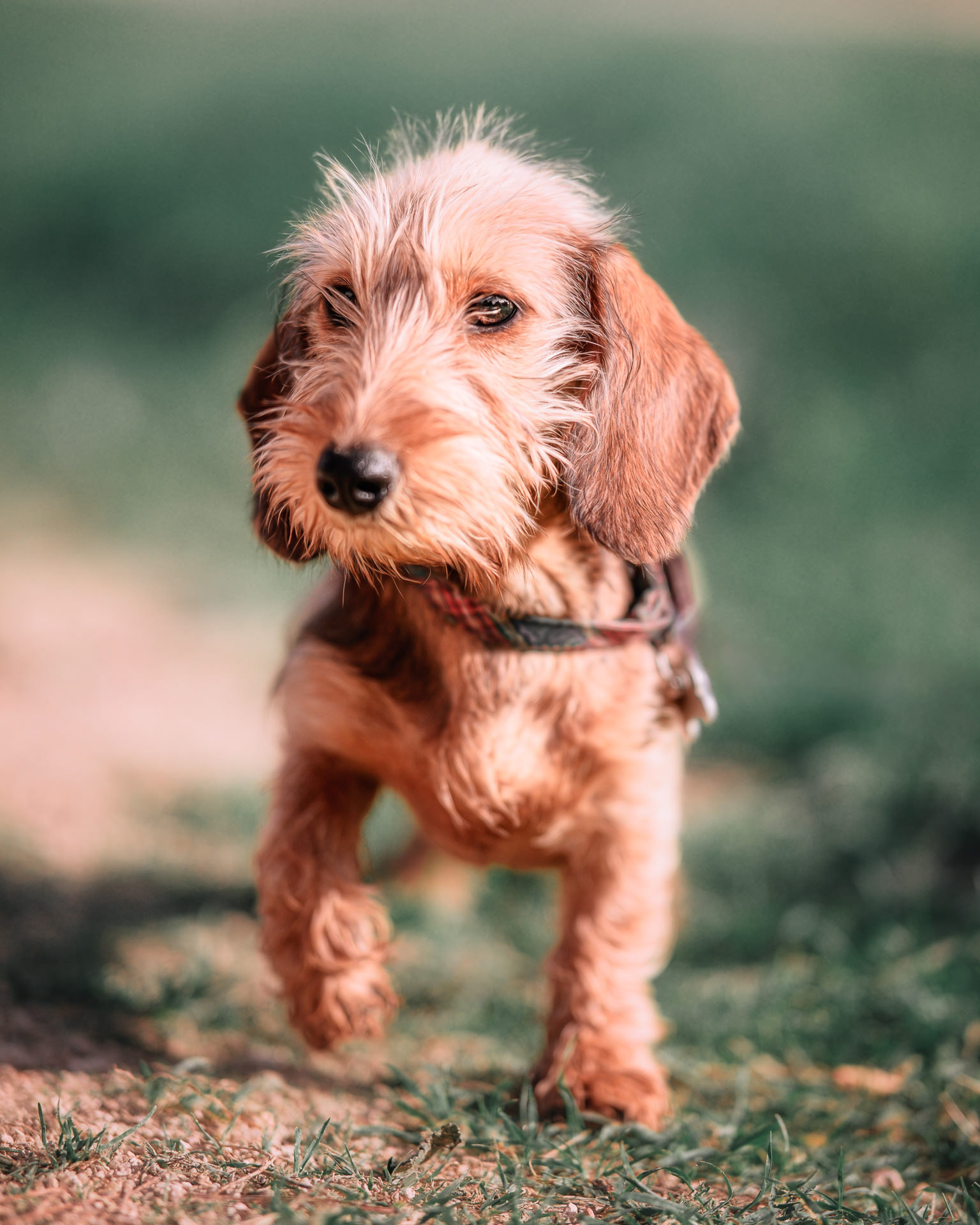 Ejemplo de una fotografía profesional de un cachorro de perro salchicha, teckel, o dachshund de pelo duro, en un parque