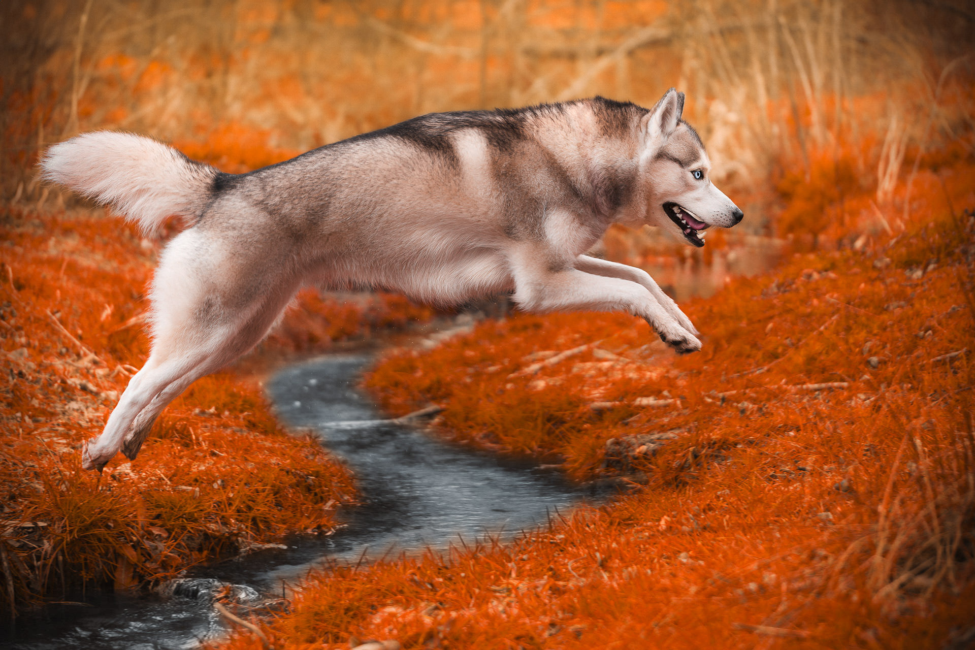 Perro husky en pleno salto de perfil sobre un río de agua, en el campo con la hierba naranja rojiza