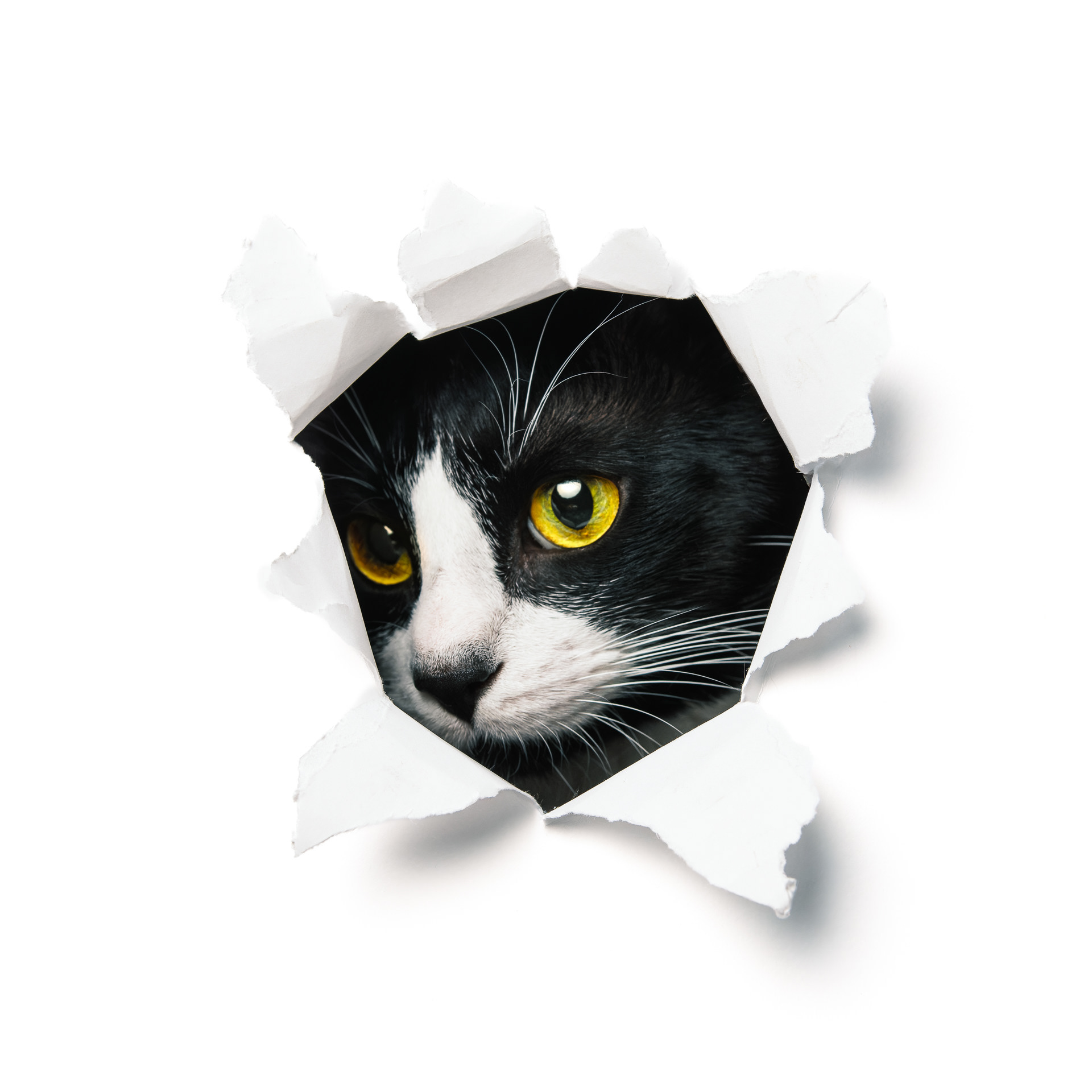 Gato tuxedo mirando de soslayo a traves de un agujero en una cartulina blanca, en estudio