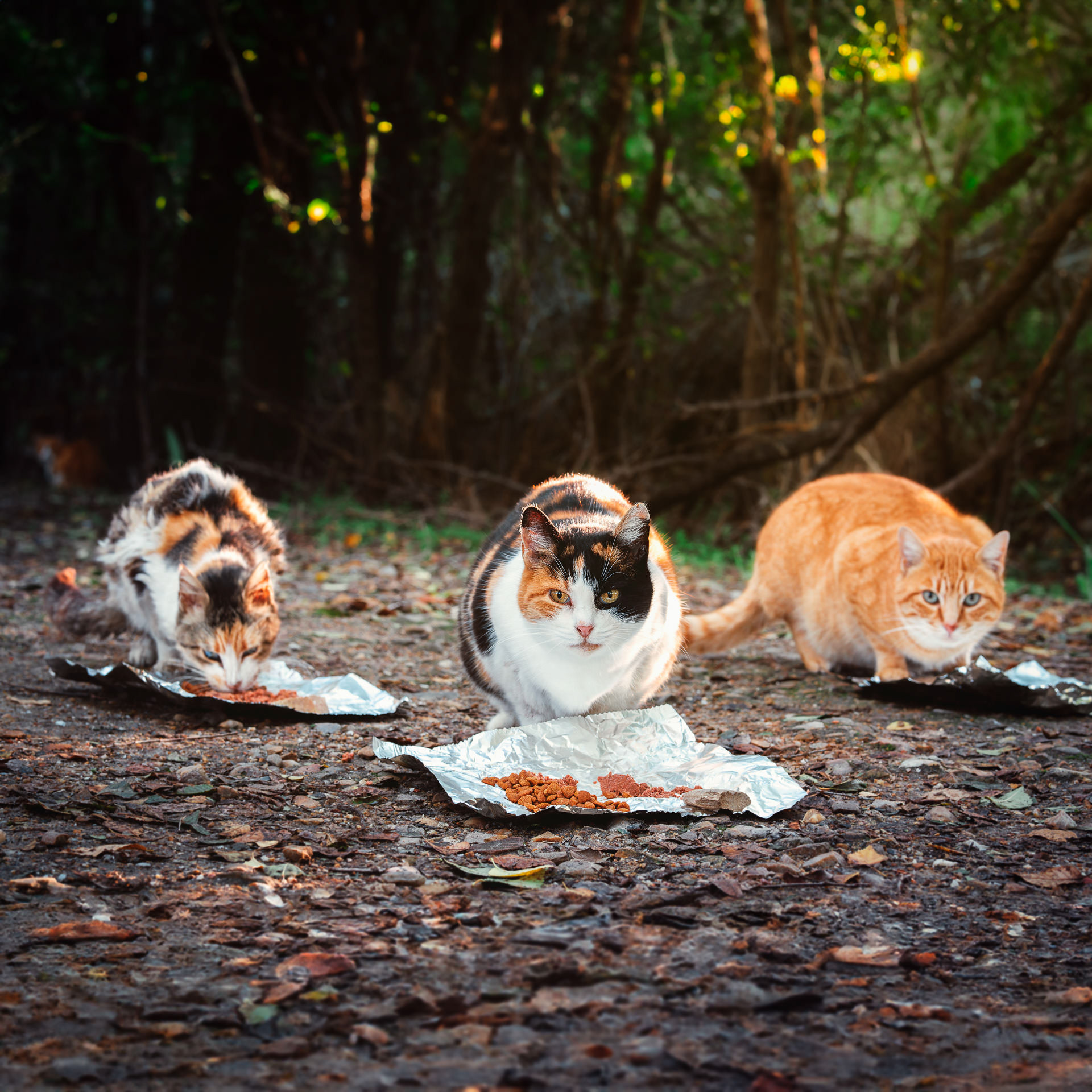 Tres gatos comiendo de frente a la cámara, en una colonia felina en el campo