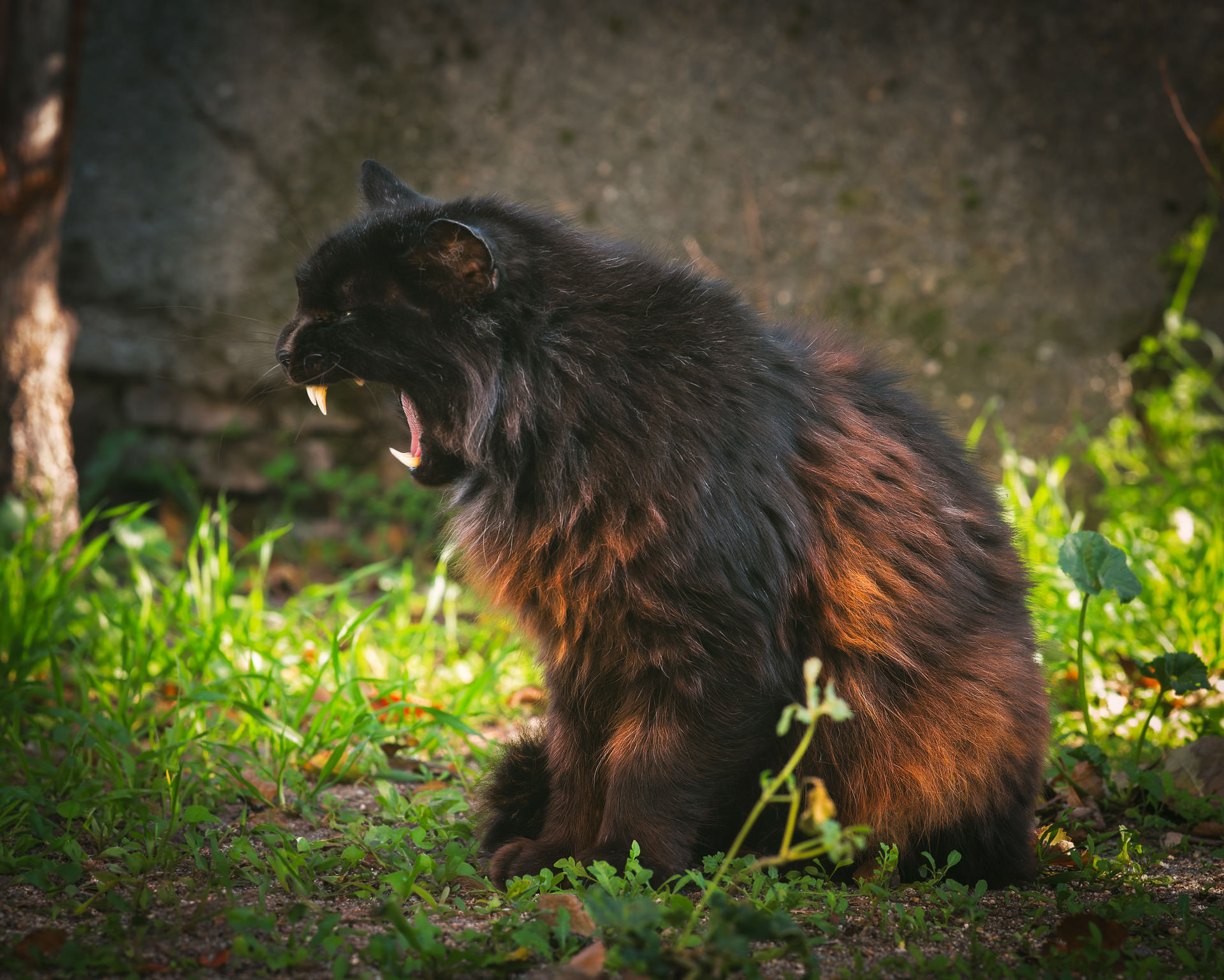Gato de pelo largo color negro y pardo sentado de perfil sobre la hierba, con la boca abierta enseñando grandes colmillos, como si estuviera rugiendo, con una pared de cemento al fondo