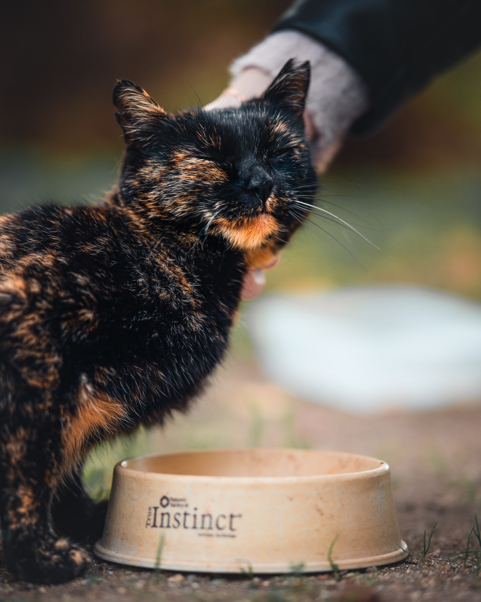 Gato carey de colonia felina, junto a un plato de comida, inclinado dejandose acariciar con cara de satisfacción