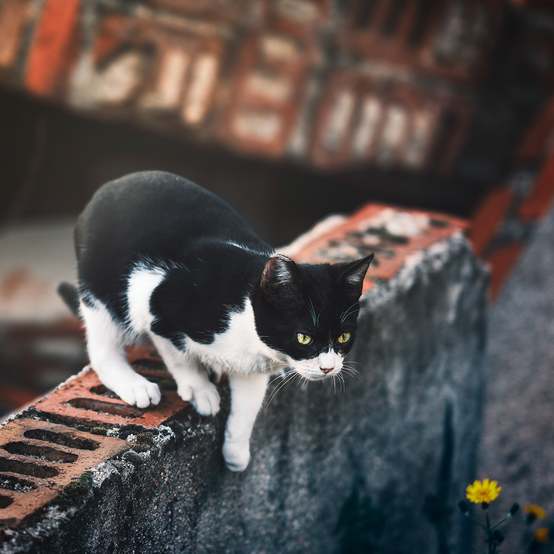 Gato tuxedo cachorro a punto de saltar desde una pared de escombros de ladrillo