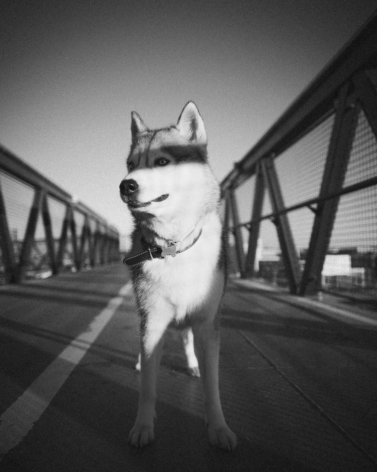 Perro husky en un puente peatonal urbano, con una línea de sombra en los ojos, en blanco y negro