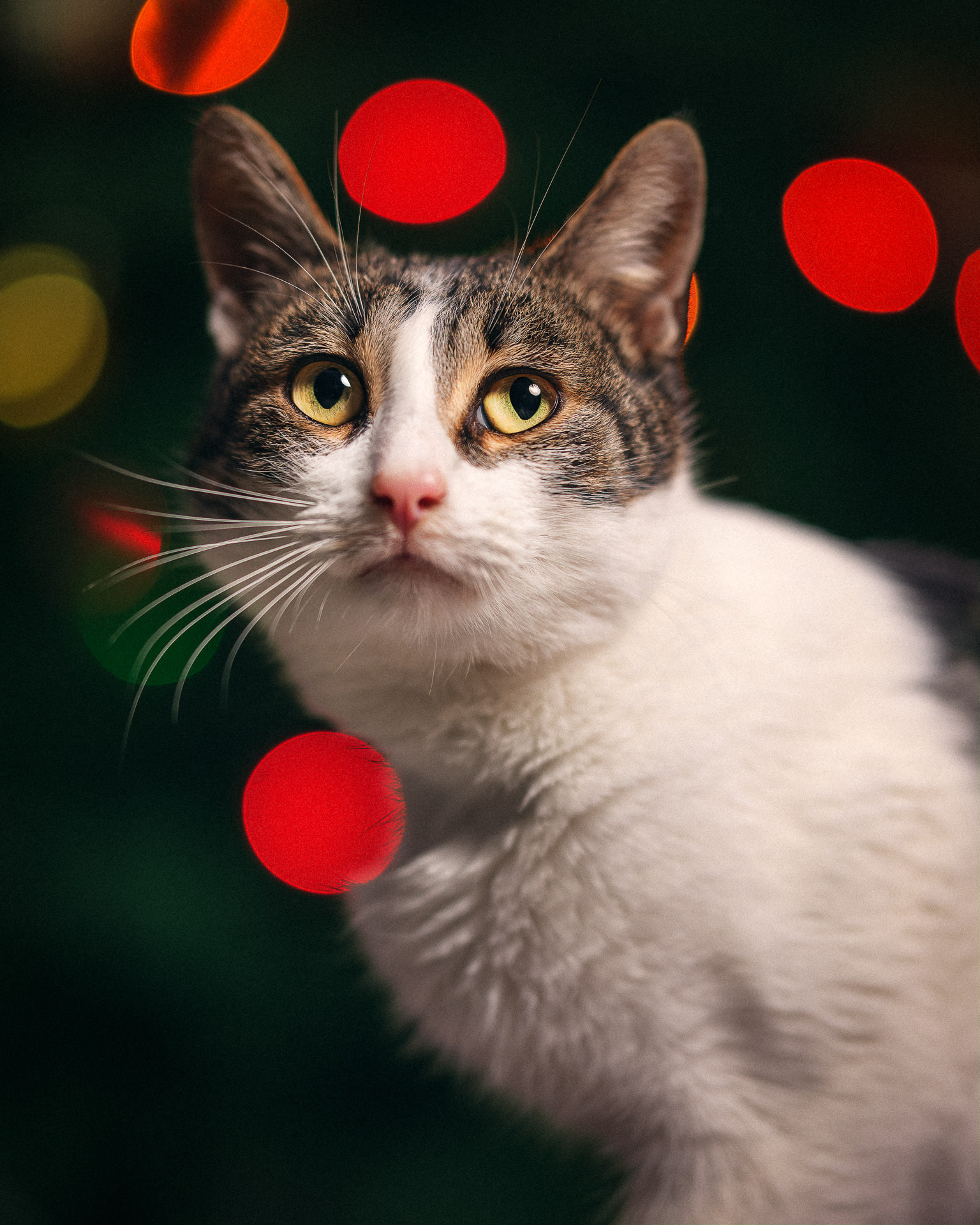 Gato blanco y atigrado con cara de bueno, con fondo de luces de navidad muy desenfocadas