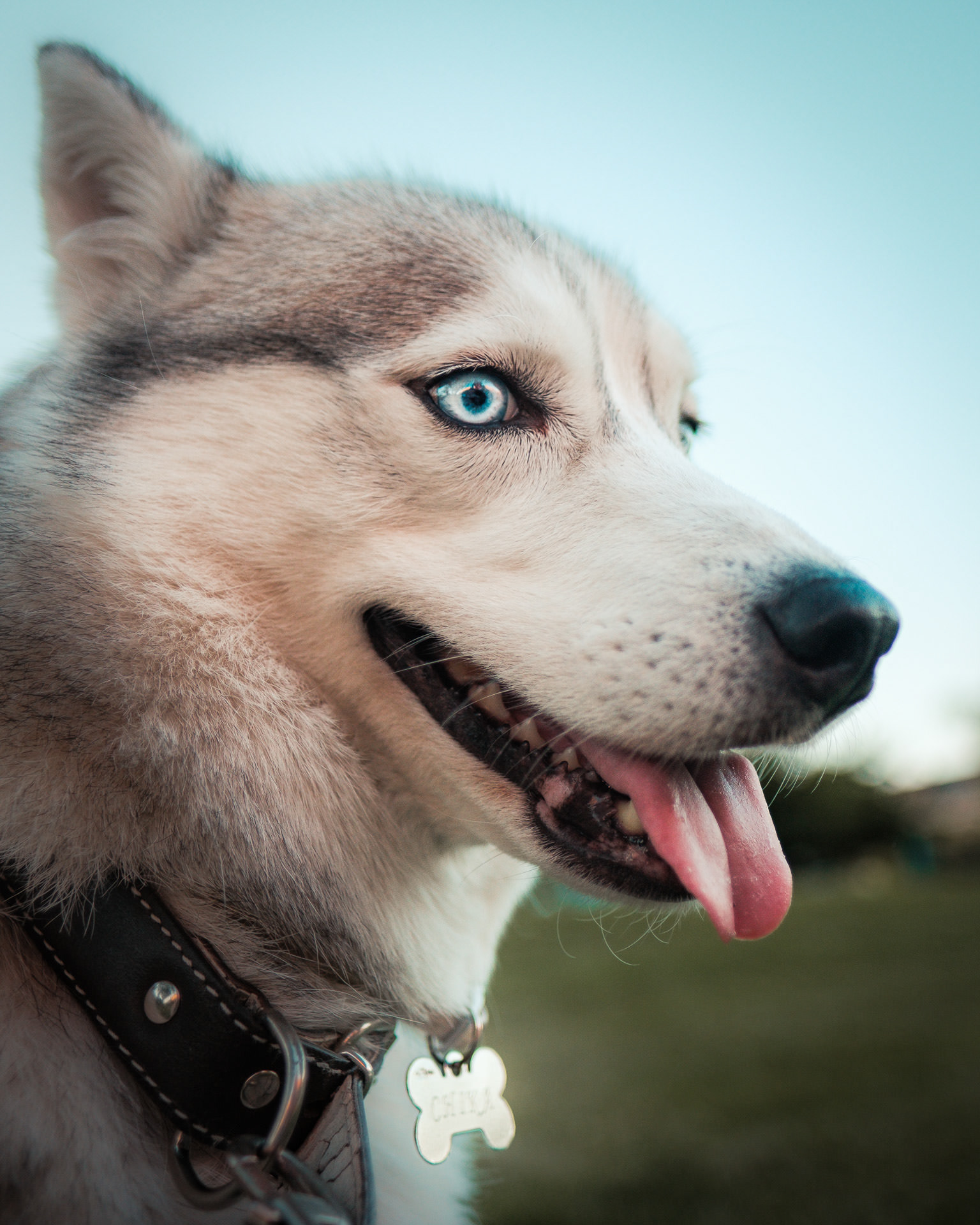 Perro husky con la lengua fuera, primer plano de su cara