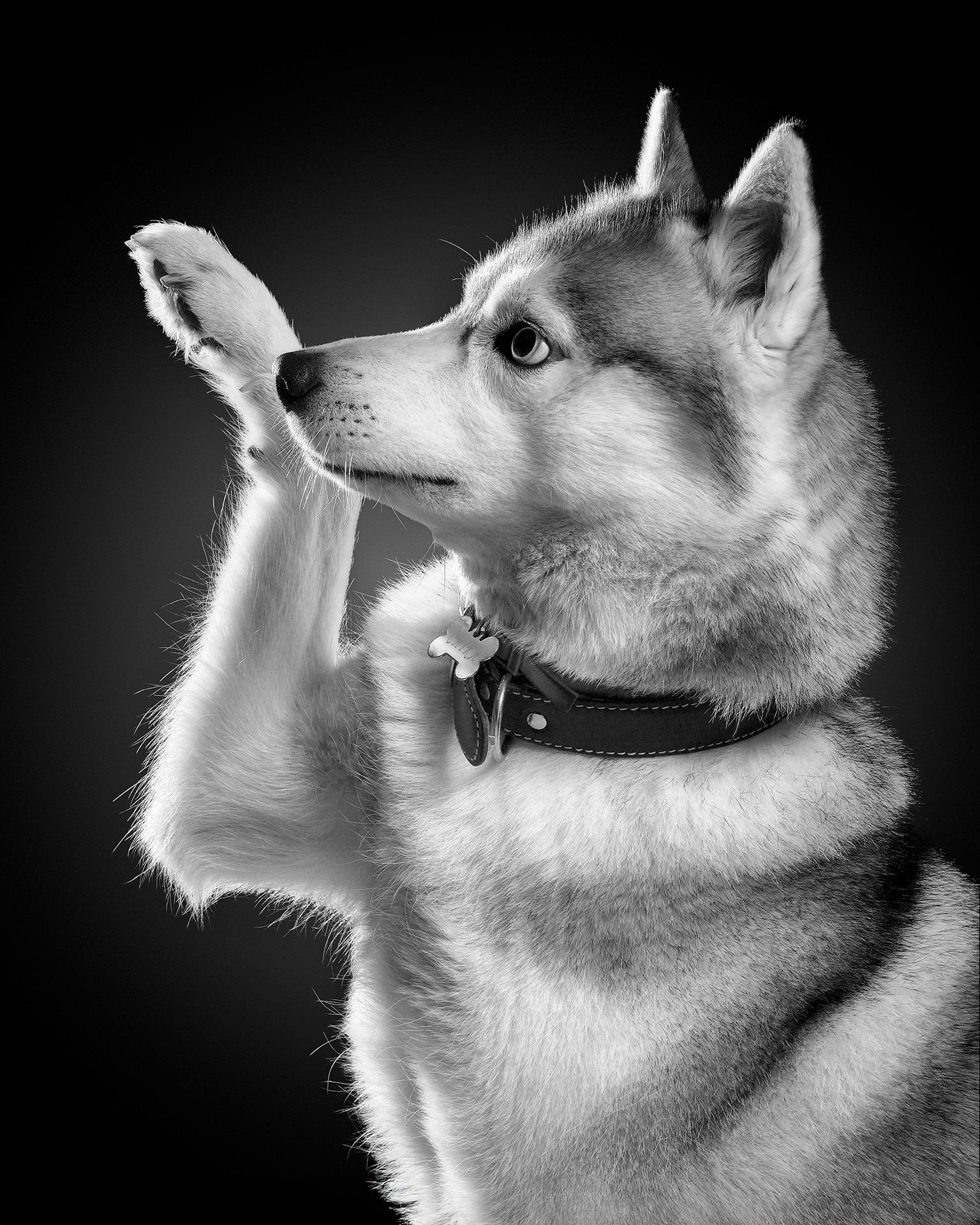 Perro husky dando la pata con luz de contra y fondo negro en estudio, blanco y negro