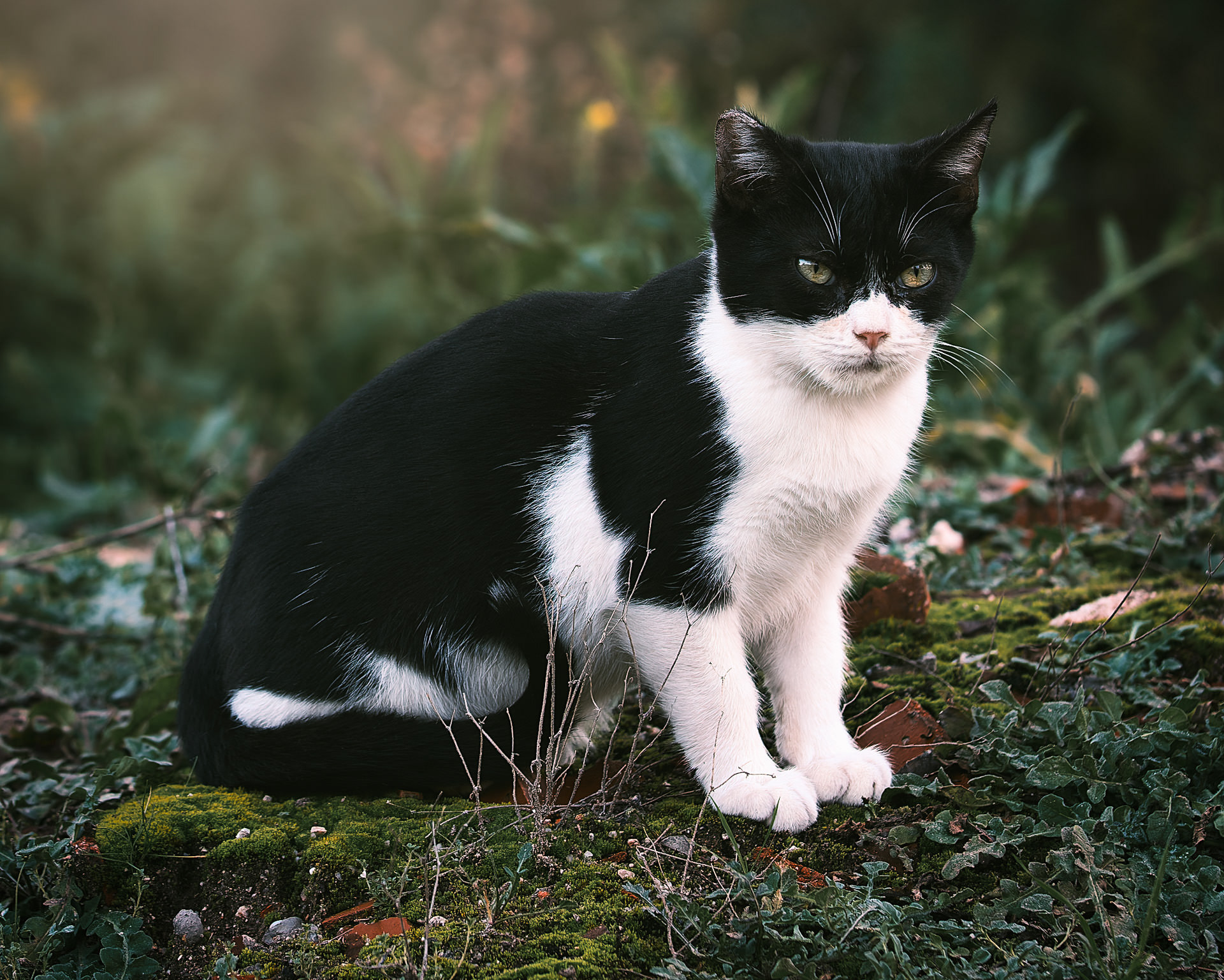 Gato tuxedo cachorro con cara de travieso, sentado pero atento, sobre la hierba