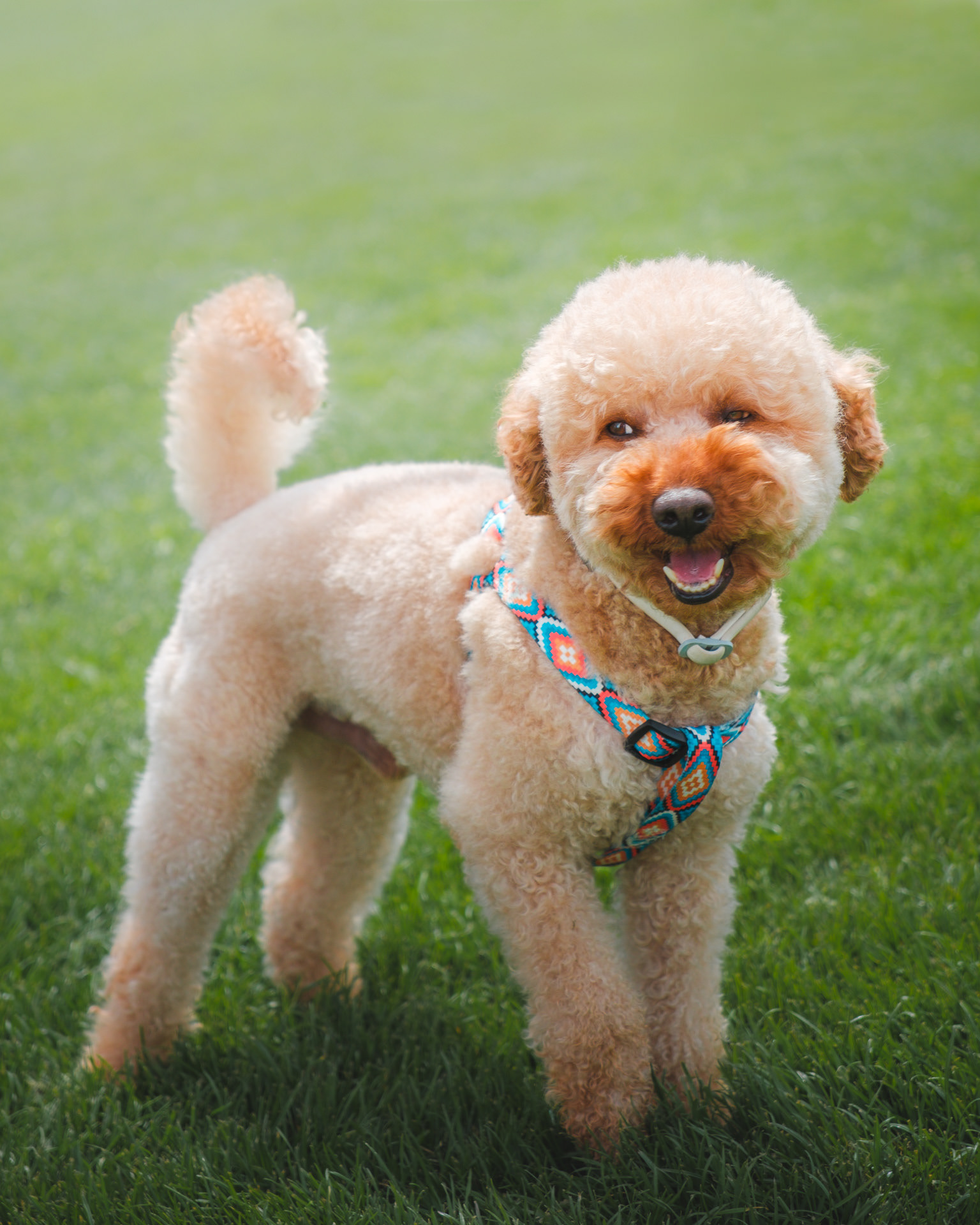Perro caniche sonriendo muy simpático en un parque